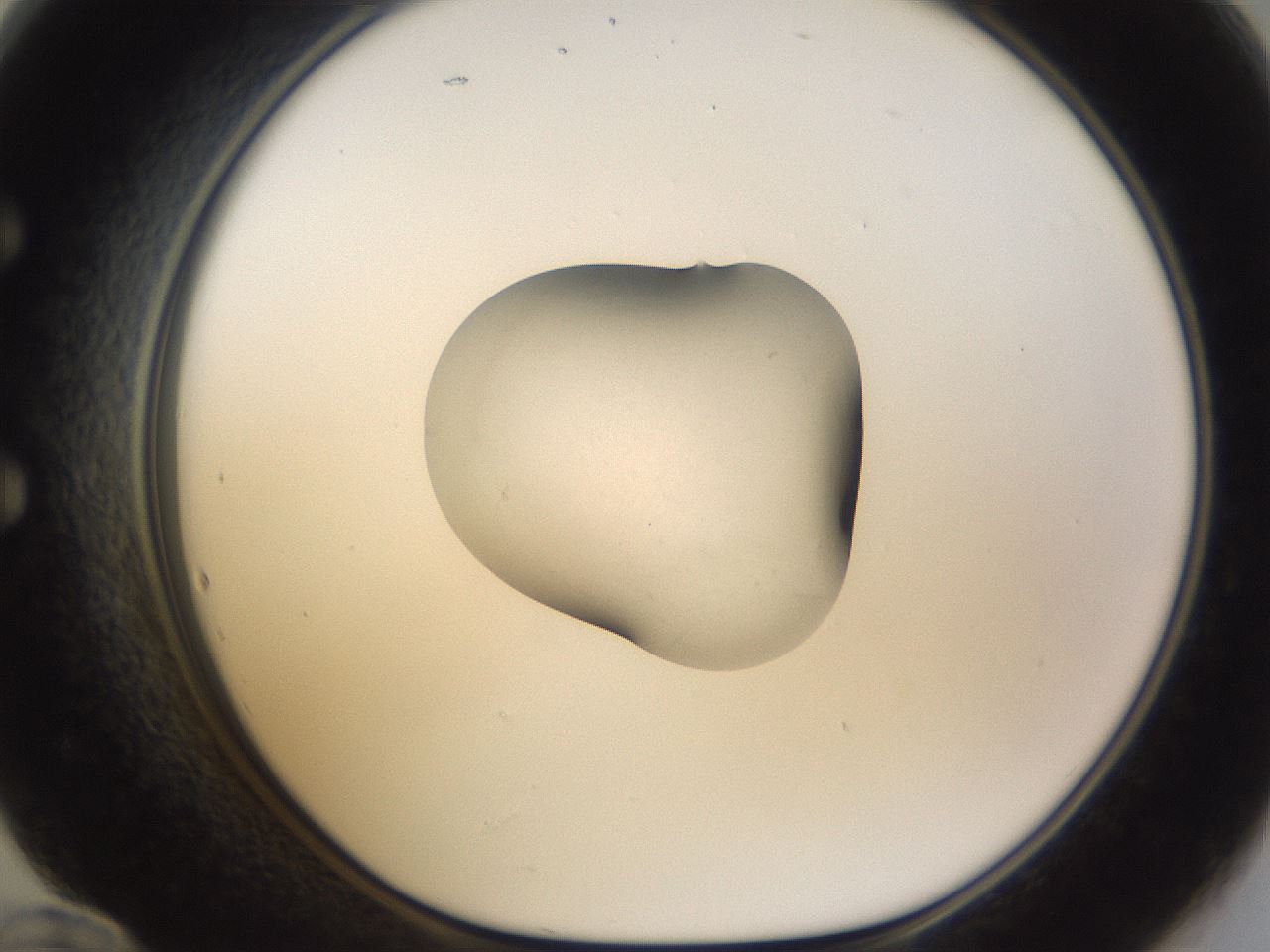 folderID246_plateID3246_batchID18350_wellNum60_profileID1_d1_r283193_ef.jpg