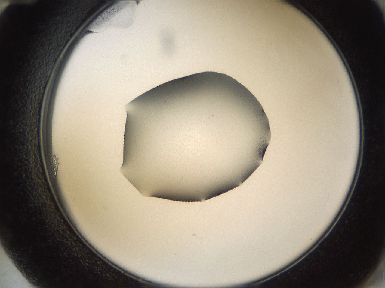 folderID246_plateID3246_batchID18350_wellNum72_profileID1_d2_r283218_ef.jpg