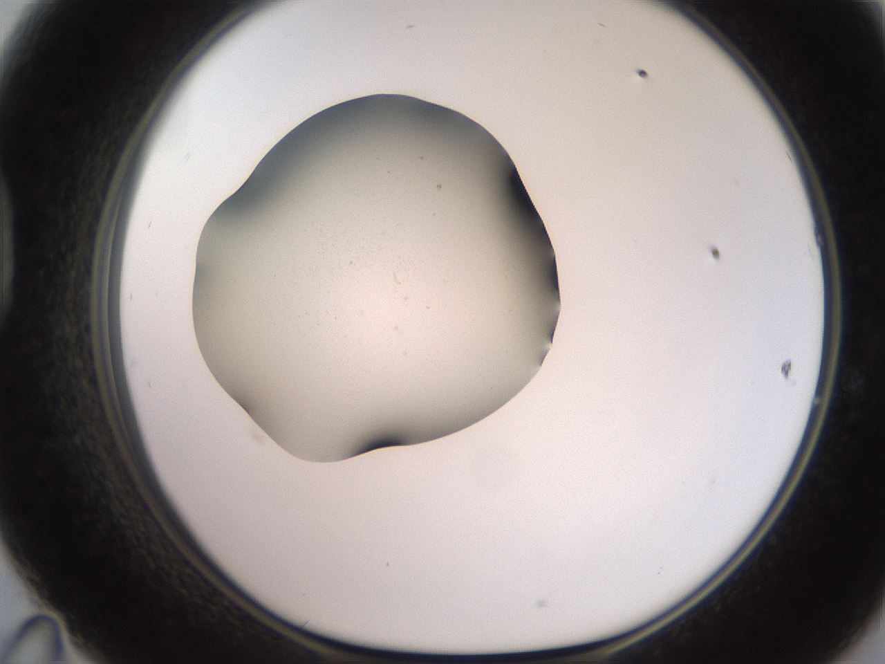 folderID247_plateID2247_batchID10133_wellNum47_profileID1_d1_r155159_ef.jpg