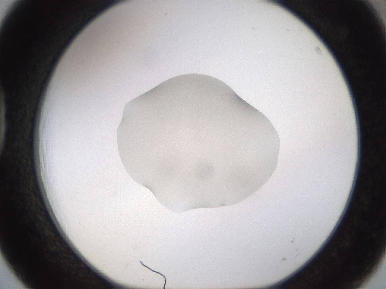 folderID247_plateID3247_batchID18589_wellNum39_profileID1_d1_r282767_ef.jpg