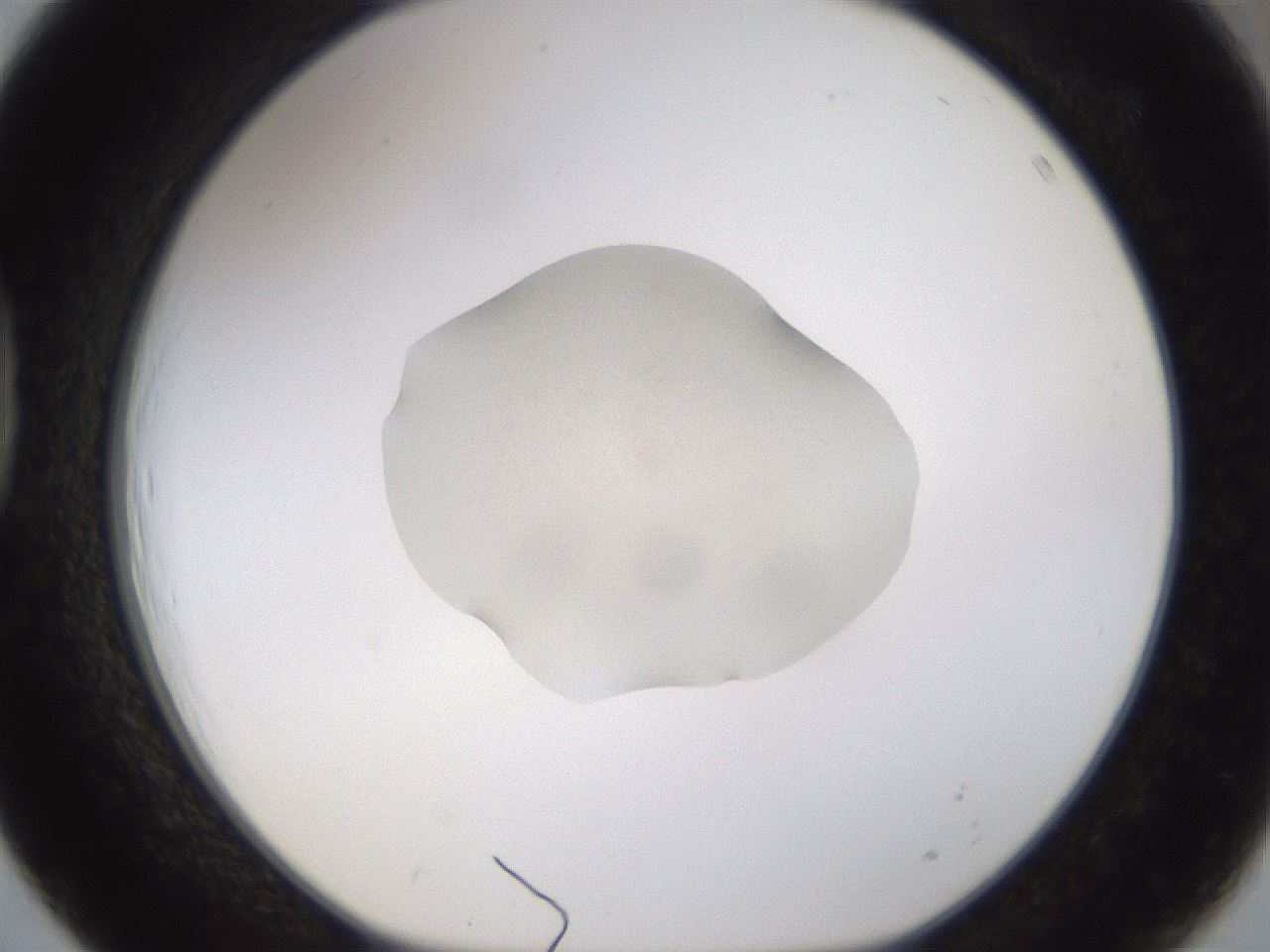 folderID247_plateID3247_batchID18919_wellNum39_profileID1_d1_r282767_ef.jpg