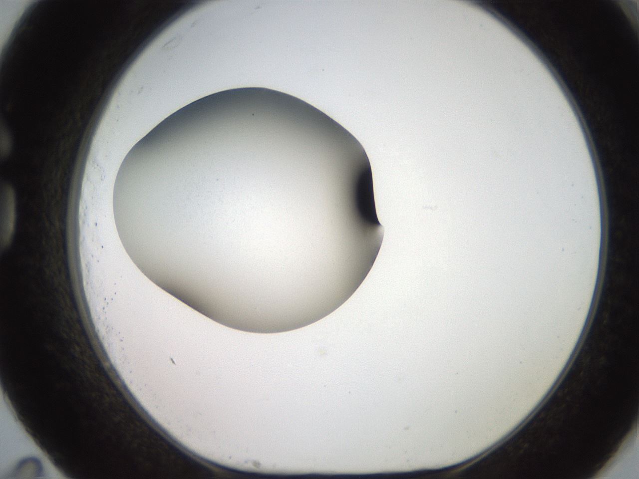 folderID248_plateID2248_batchID10794_wellNum83_profileID1_d1_r155999_ef.jpg