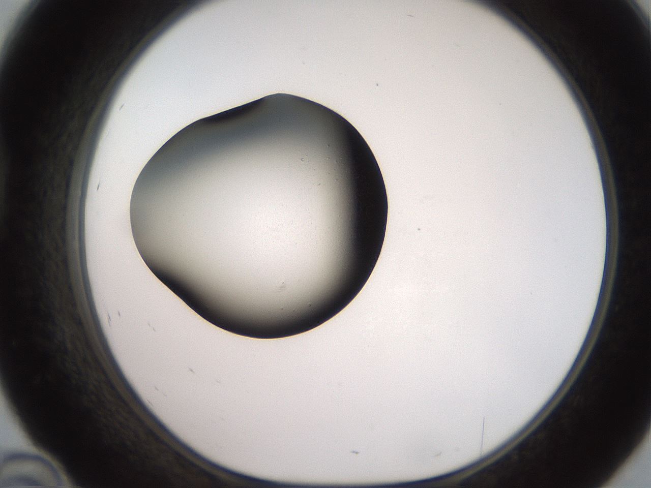 folderID248_plateID2248_batchID10130_wellNum46_profileID1_d1_r155925_ef.jpg