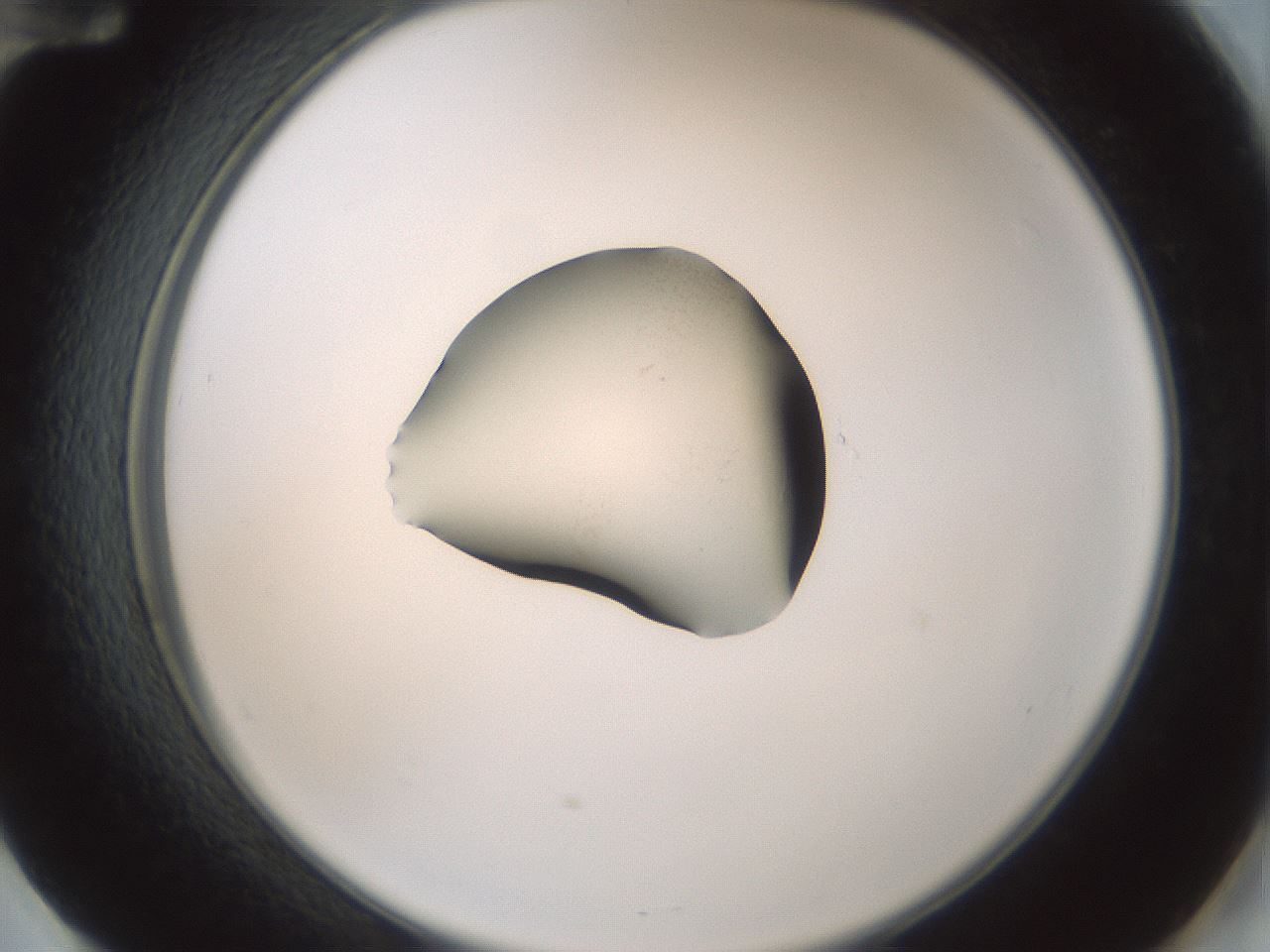 folderID248_plateID3248_batchID18230_wellNum60_profileID1_d2_r285690_ef.jpg