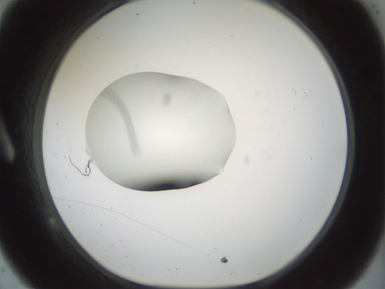 folderID248_plateID3248_batchID18230_wellNum9_profileID1_d1_r285587_ef.jpg