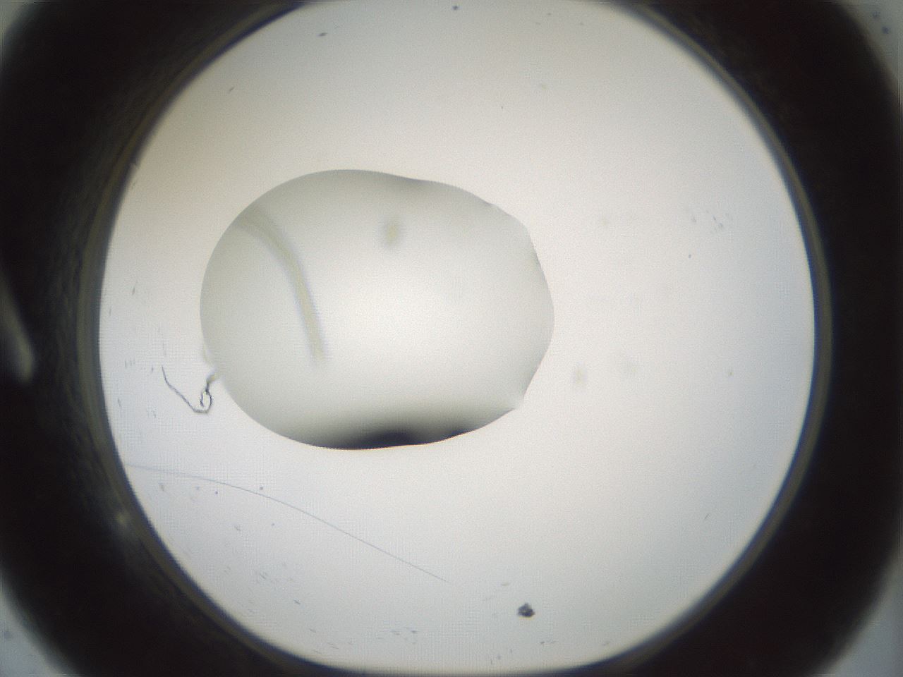 folderID248_plateID3248_batchID18273_wellNum9_profileID1_d1_r285587_ef.jpg