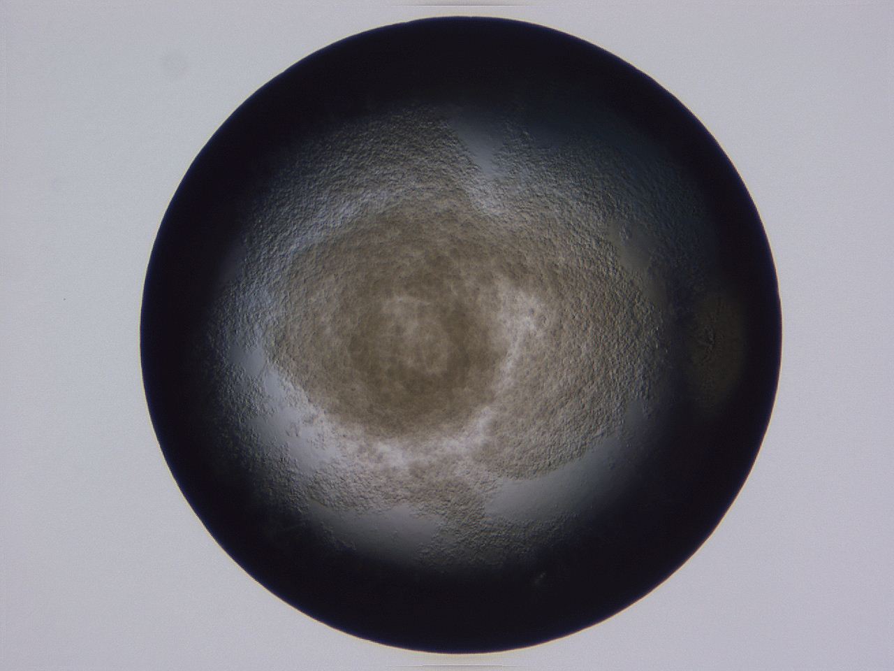 0509_D4_ImagerDefaults_3.jpg