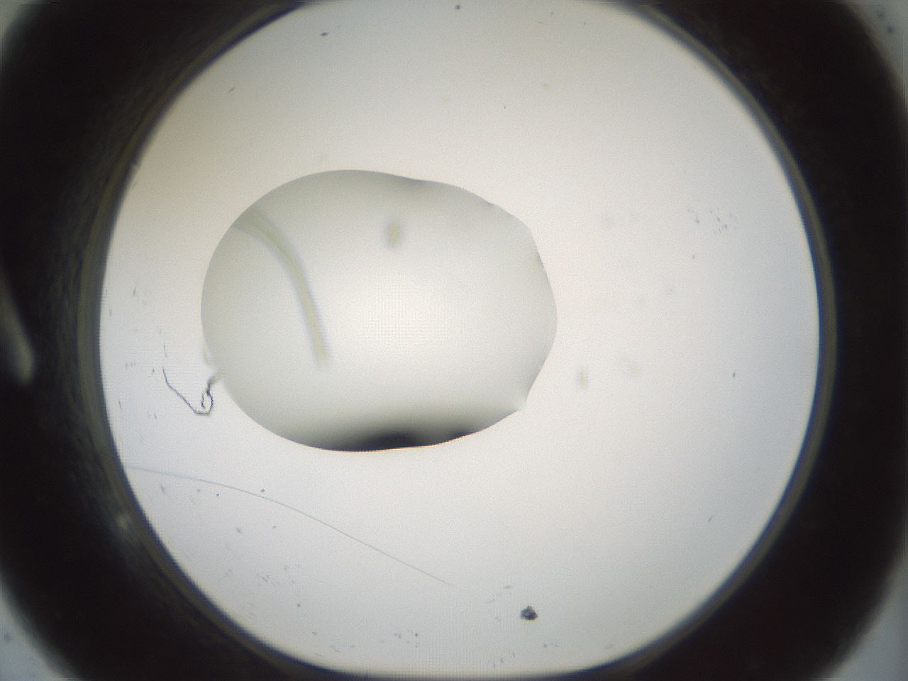 folderID248_plateID3248_batchID18498_wellNum9_profileID1_d1_r285587_ef.jpg