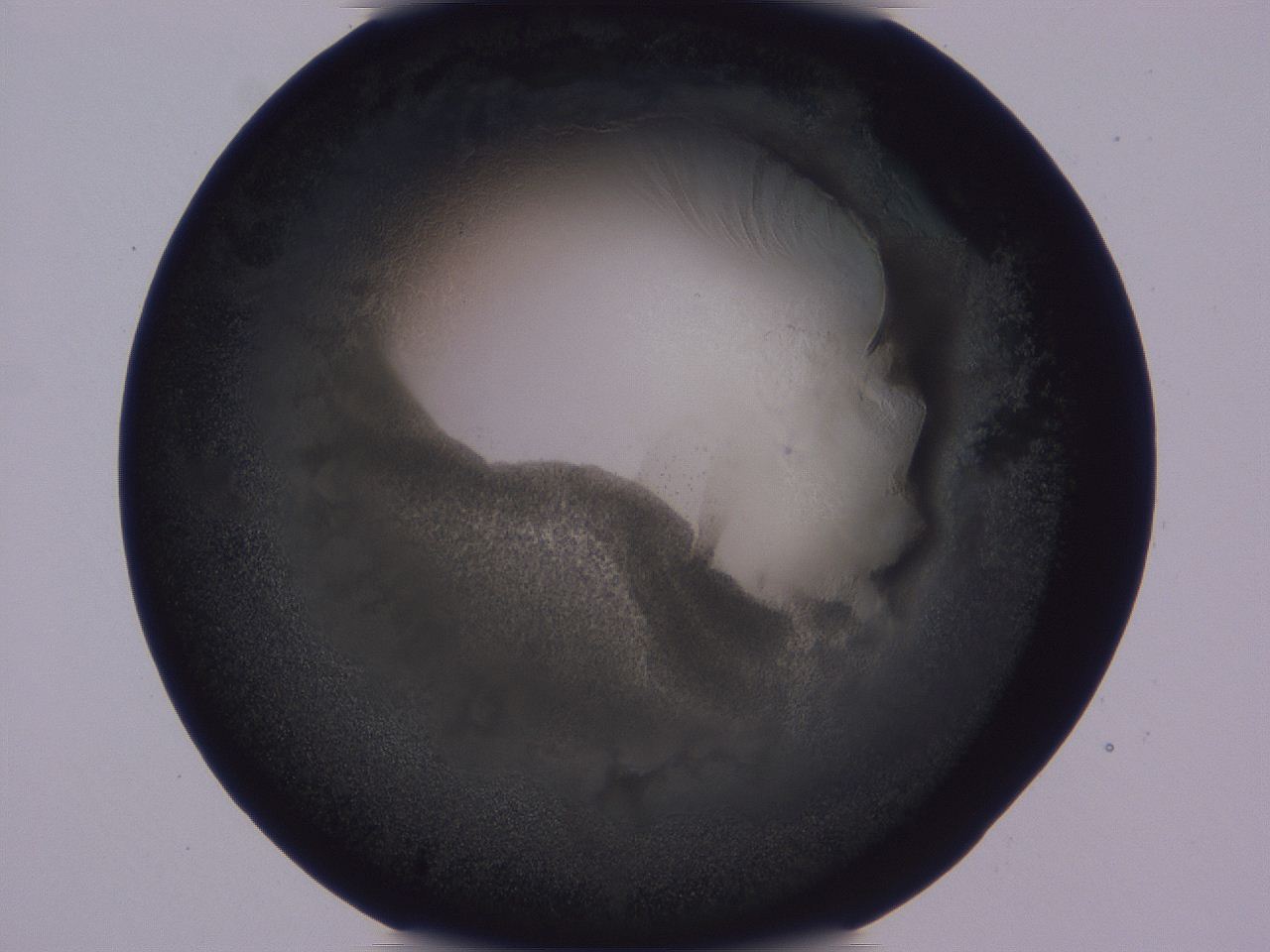 0509_D6_ImagerDefaults_3.jpg