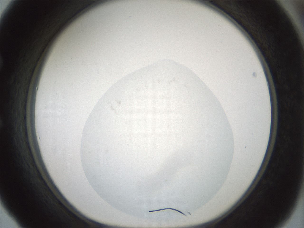 folderID248_plateID3248_batchID18498_wellNum53_profileID1_d1_r285675_ef.jpg