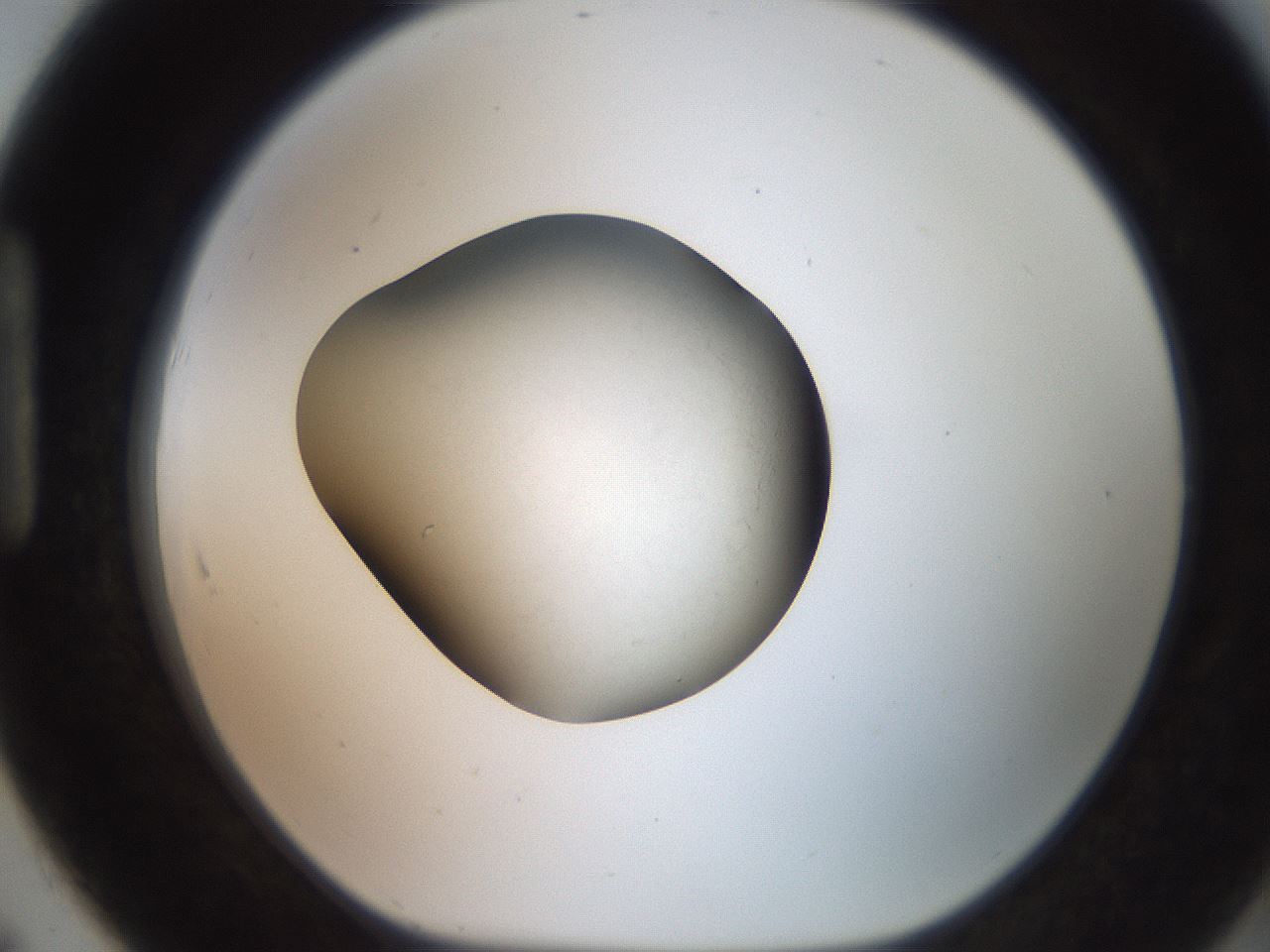 folderID249_plateID2249_batchID10801_wellNum91_profileID1_d1_r156402_ef.jpg