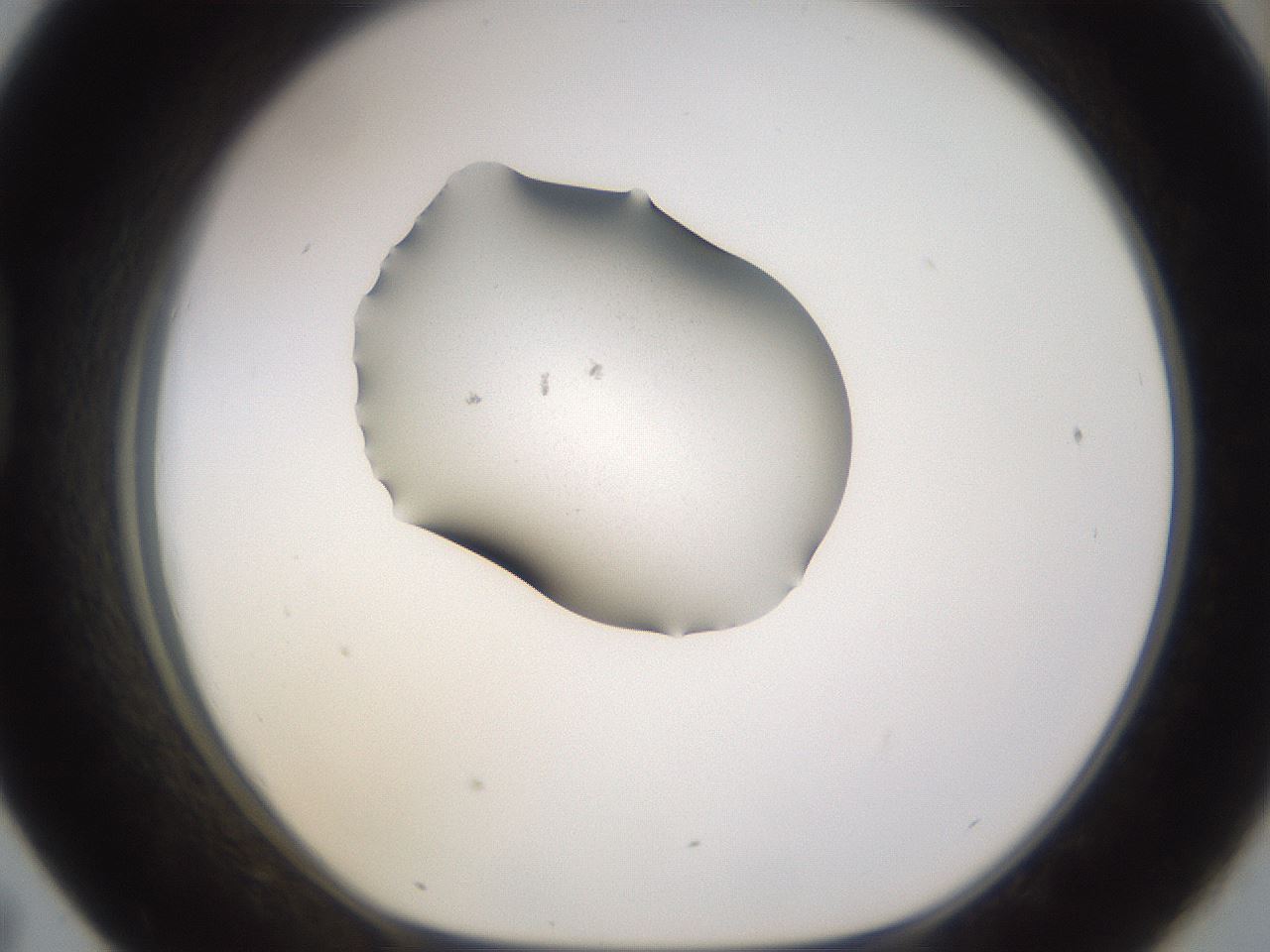 folderID249_plateID3249_batchID18202_wellNum43_profileID1_d1_r285847_ef.jpg