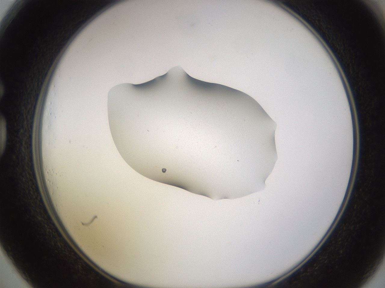 folderID249_plateID3249_batchID18202_wellNum73_profileID1_d1_r285907_ef.jpg