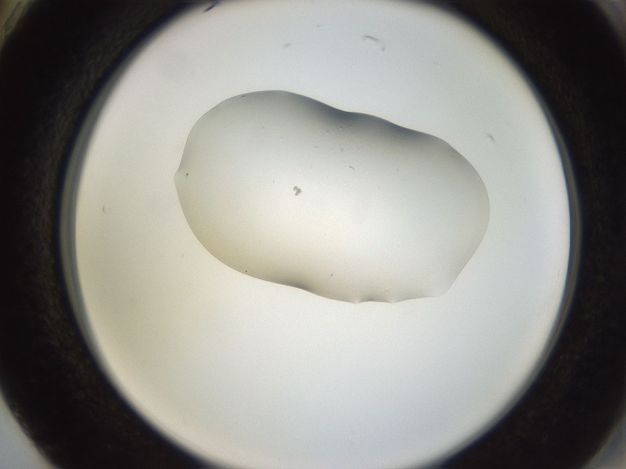 folderID249_plateID3249_batchID18337_wellNum74_profileID1_d2_r285910_ef.jpg