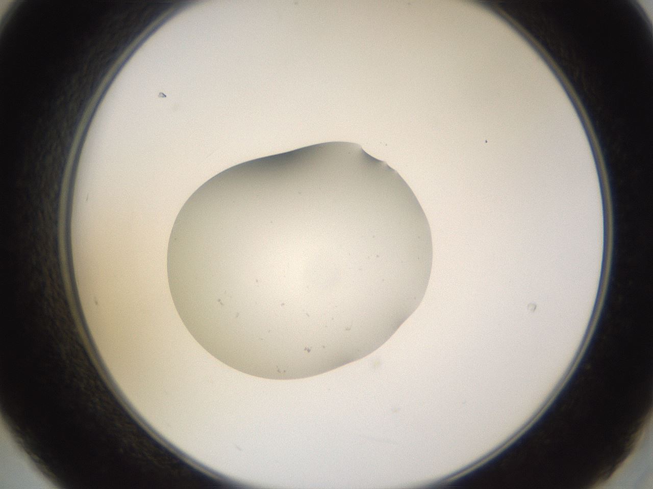 folderID249_plateID3249_batchID18630_wellNum21_profileID1_d2_r285804_ef.jpg