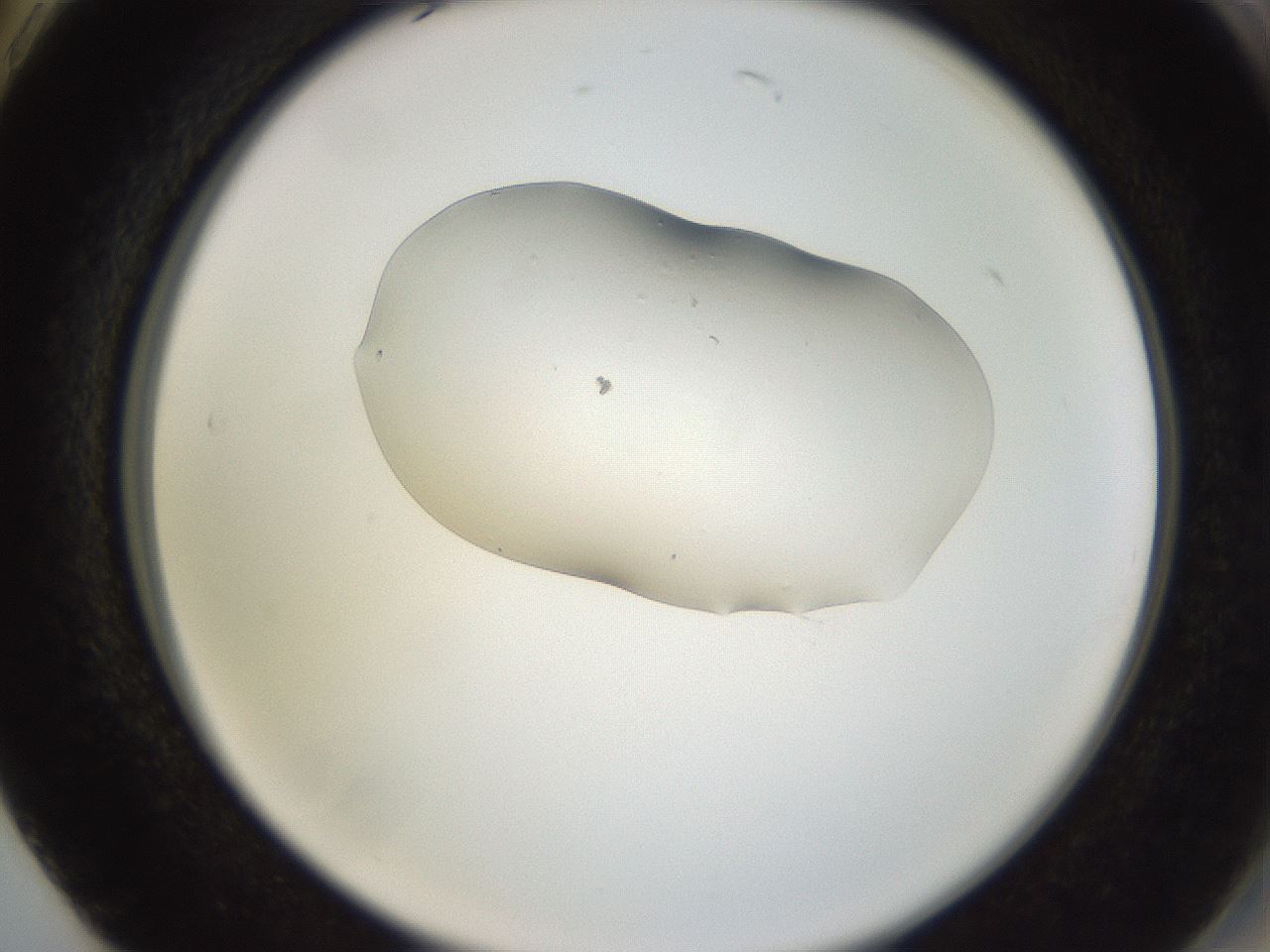 folderID249_plateID3249_batchID18630_wellNum74_profileID1_d2_r285910_ef.jpg