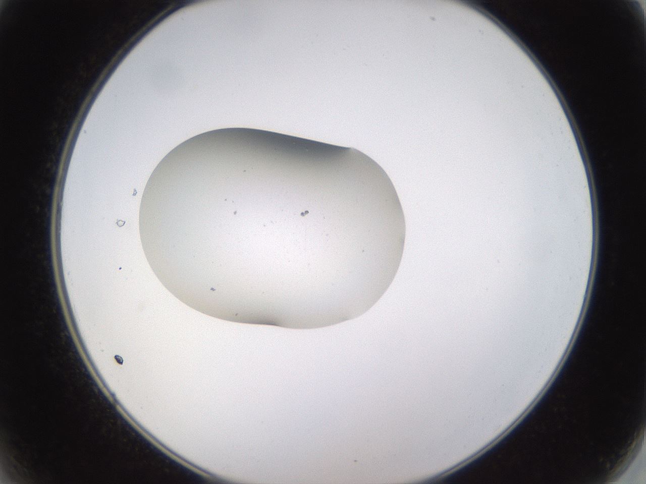 folderID249_plateID3249_batchID19236_wellNum2_profileID1_d2_r285766_ef.jpg