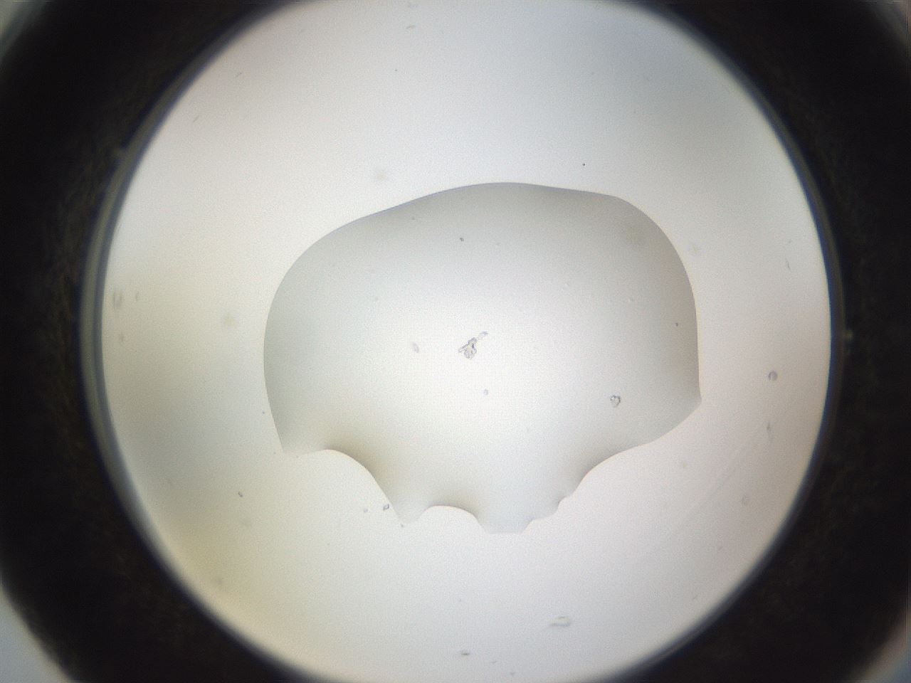 folderID249_plateID3249_batchID19775_wellNum77_profileID1_d2_r285916_ef.jpg
