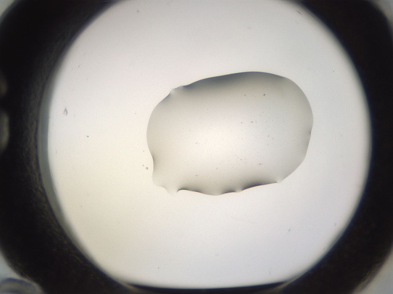 folderID249_plateID3249_batchID19775_wellNum84_profileID1_d1_r285929_ef.jpg