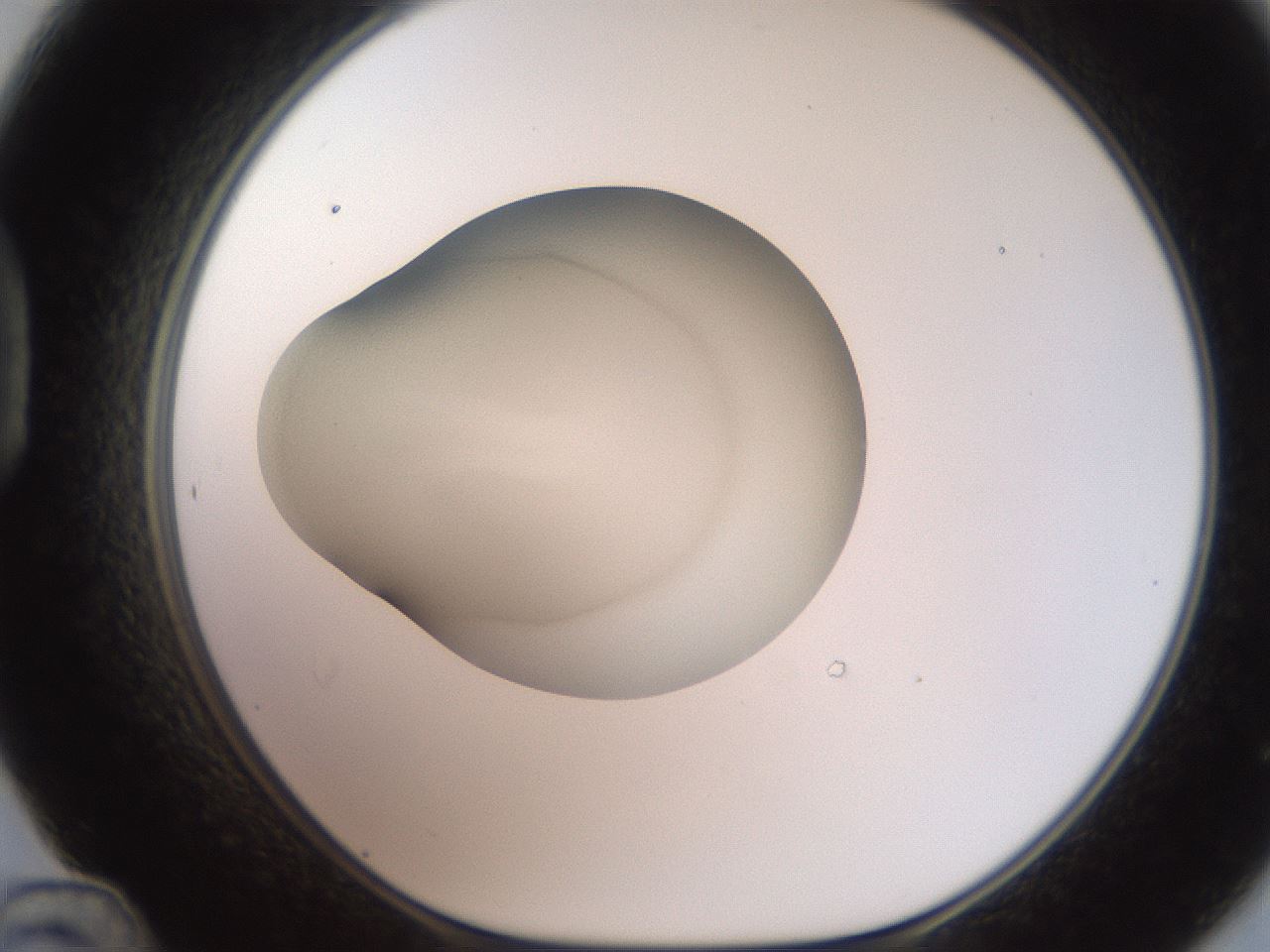 folderID250_plateID2250_batchID10158_wellNum48_profileID1_d1_r155545_ef.jpg