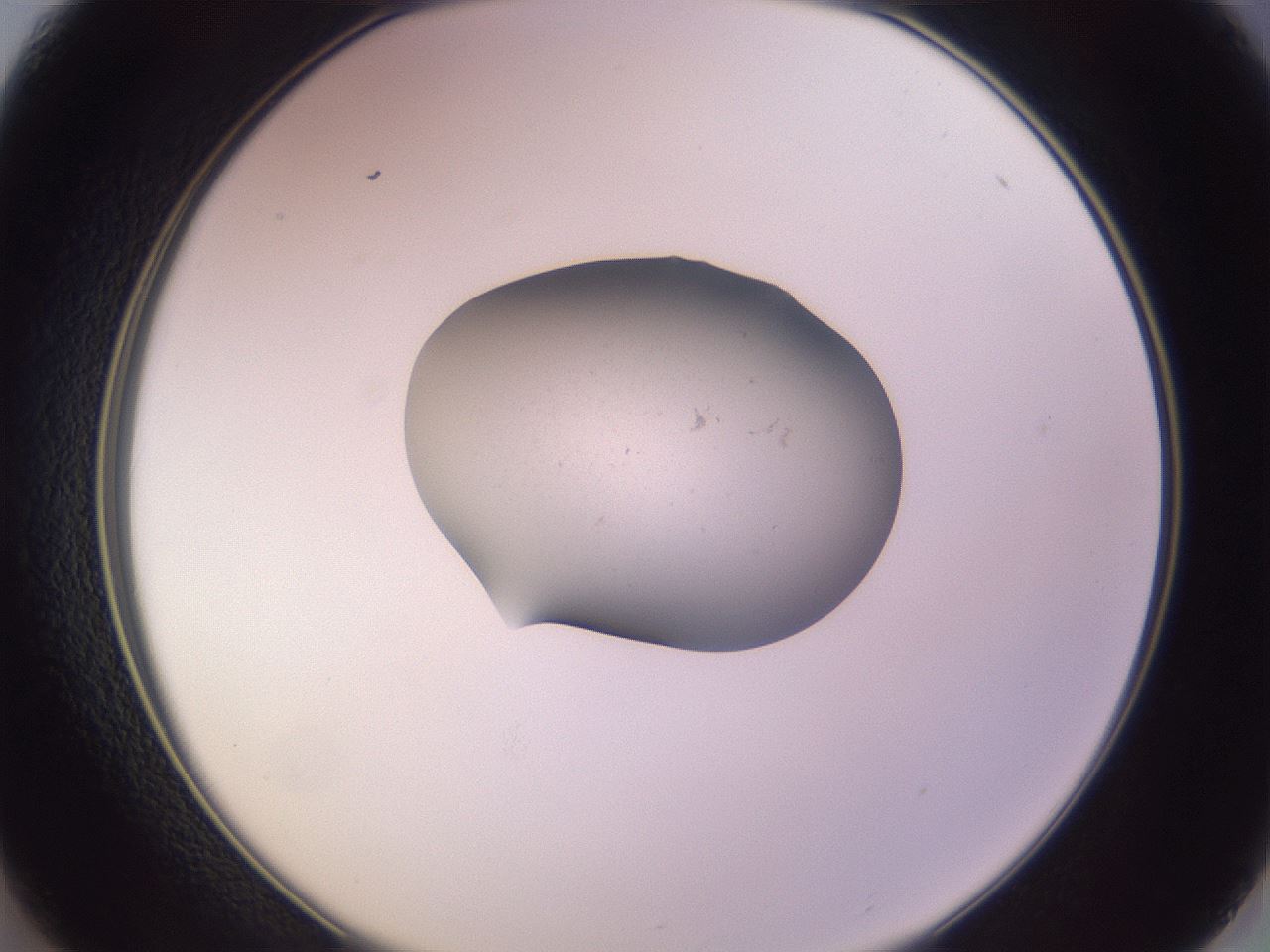 folderID250_plateID3250_batchID18233_wellNum37_profileID1_d2_r285452_ef.jpg