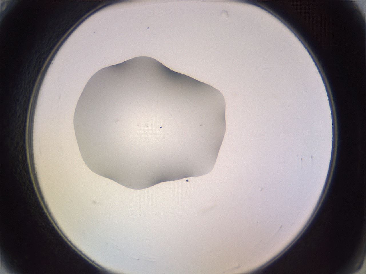 folderID250_plateID3250_batchID18277_wellNum4_profileID1_d2_r285386_ef.jpg