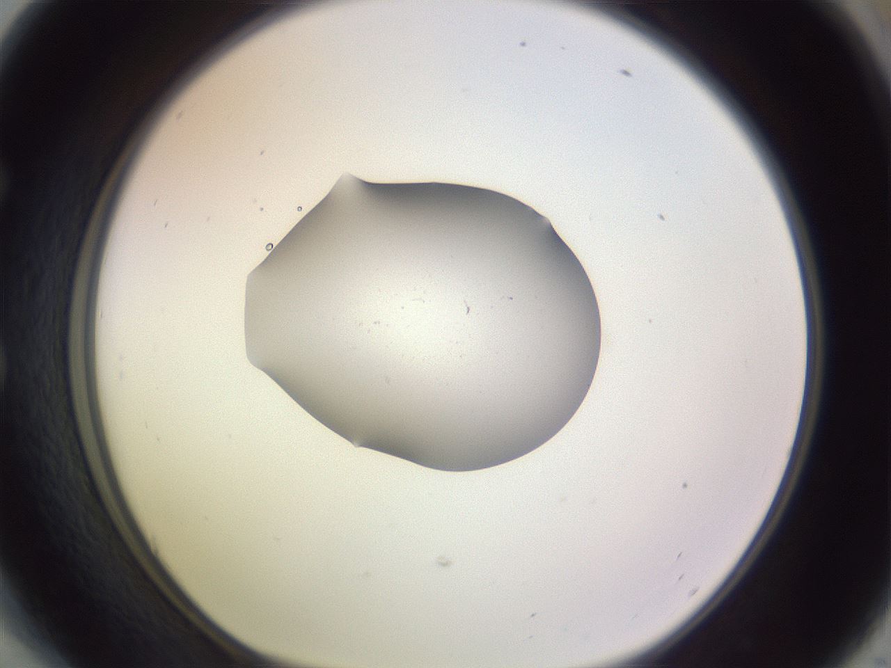 folderID250_plateID3250_batchID18277_wellNum54_profileID1_d1_r285485_ef.jpg
