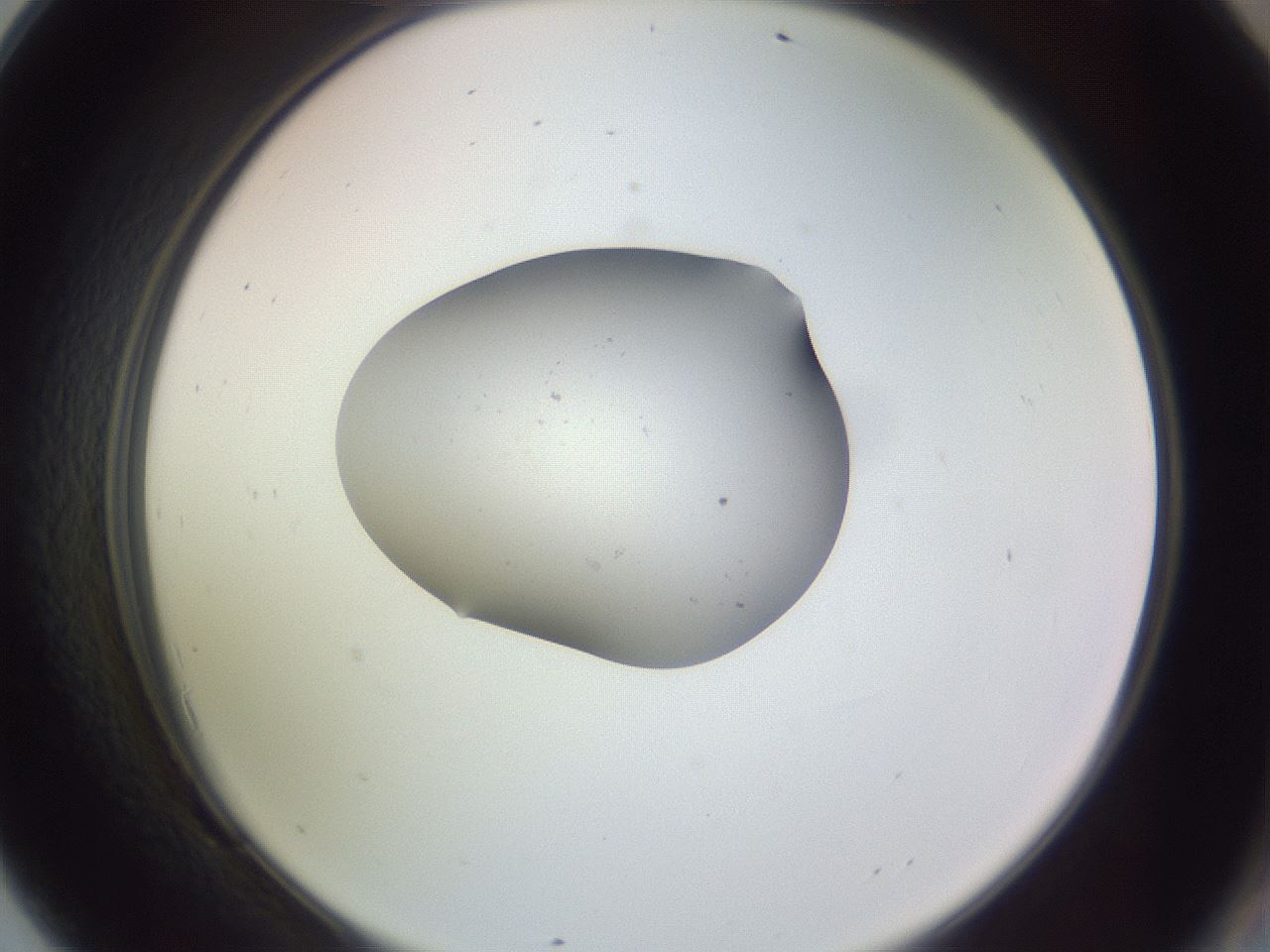 folderID250_plateID3250_batchID18363_wellNum69_profileID1_d2_r285516_ef.jpg