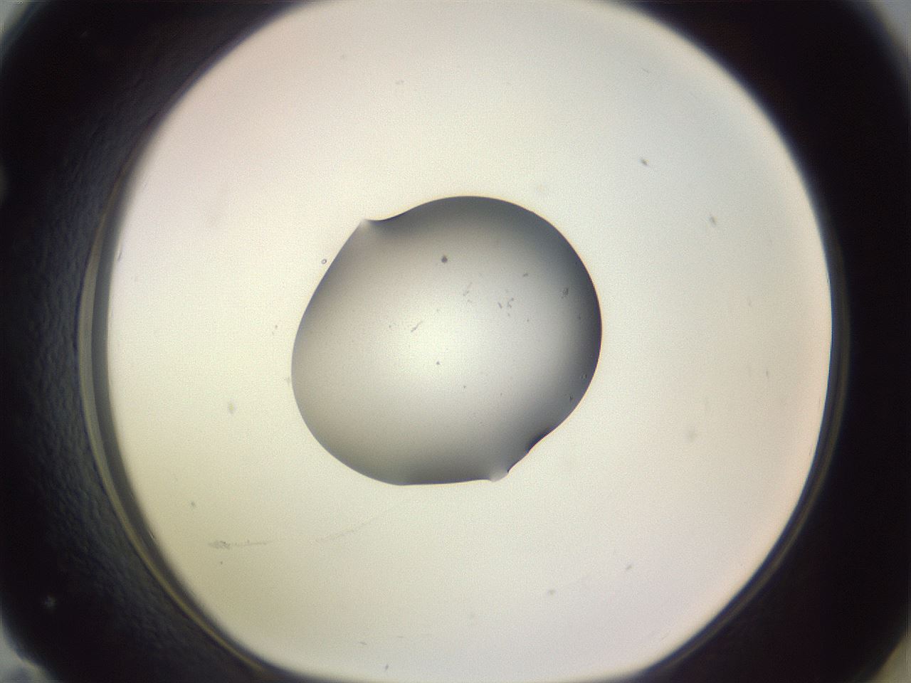 folderID250_plateID3250_batchID18363_wellNum71_profileID1_d1_r285519_ef.jpg