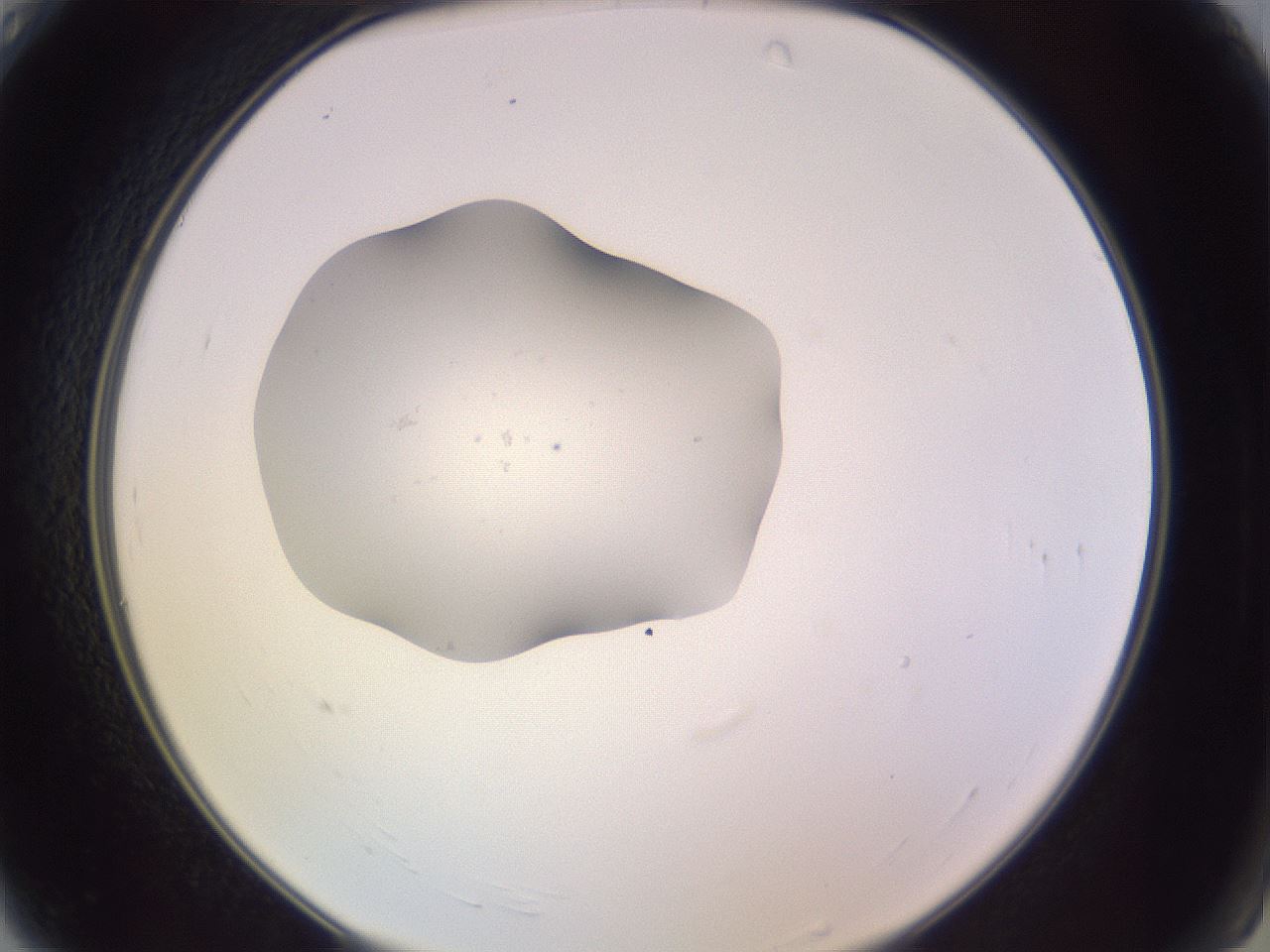 folderID250_plateID3250_batchID18409_wellNum4_profileID1_d2_r285386_ef.jpg