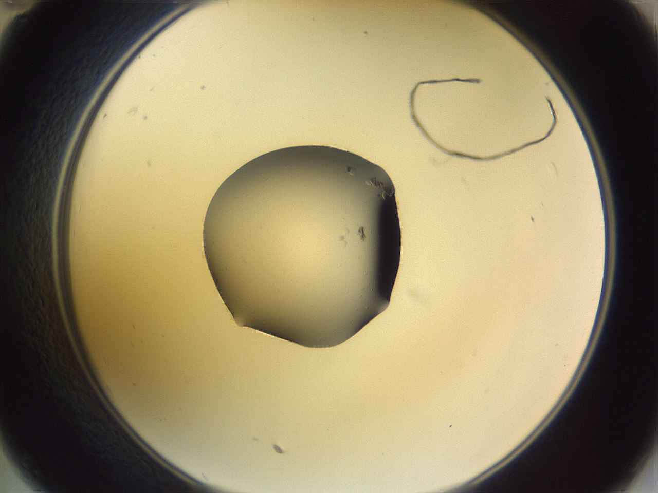 folderID250_plateID3250_batchID18931_wellNum35_profileID1_d2_r285448_ef.jpg