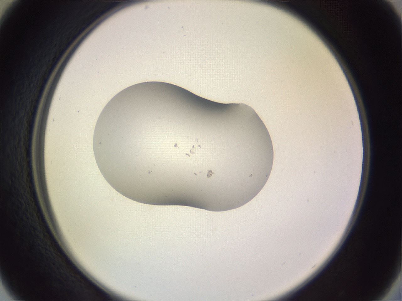 folderID250_plateID3250_batchID19230_wellNum29_profileID1_d2_r285436_ef.jpg