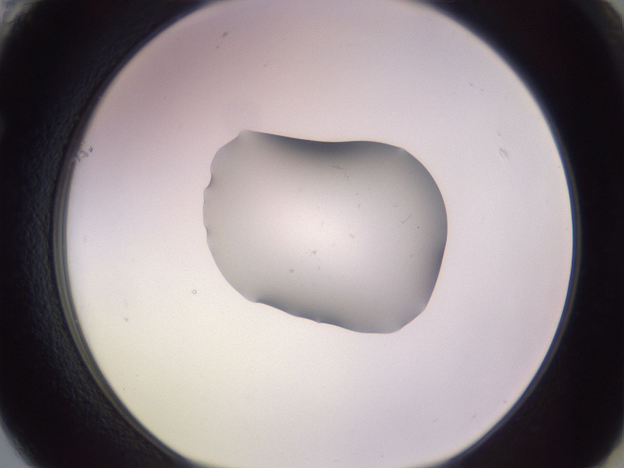 folderID250_plateID3250_batchID18625_wellNum61_profileID1_d1_r285499_ef.jpg