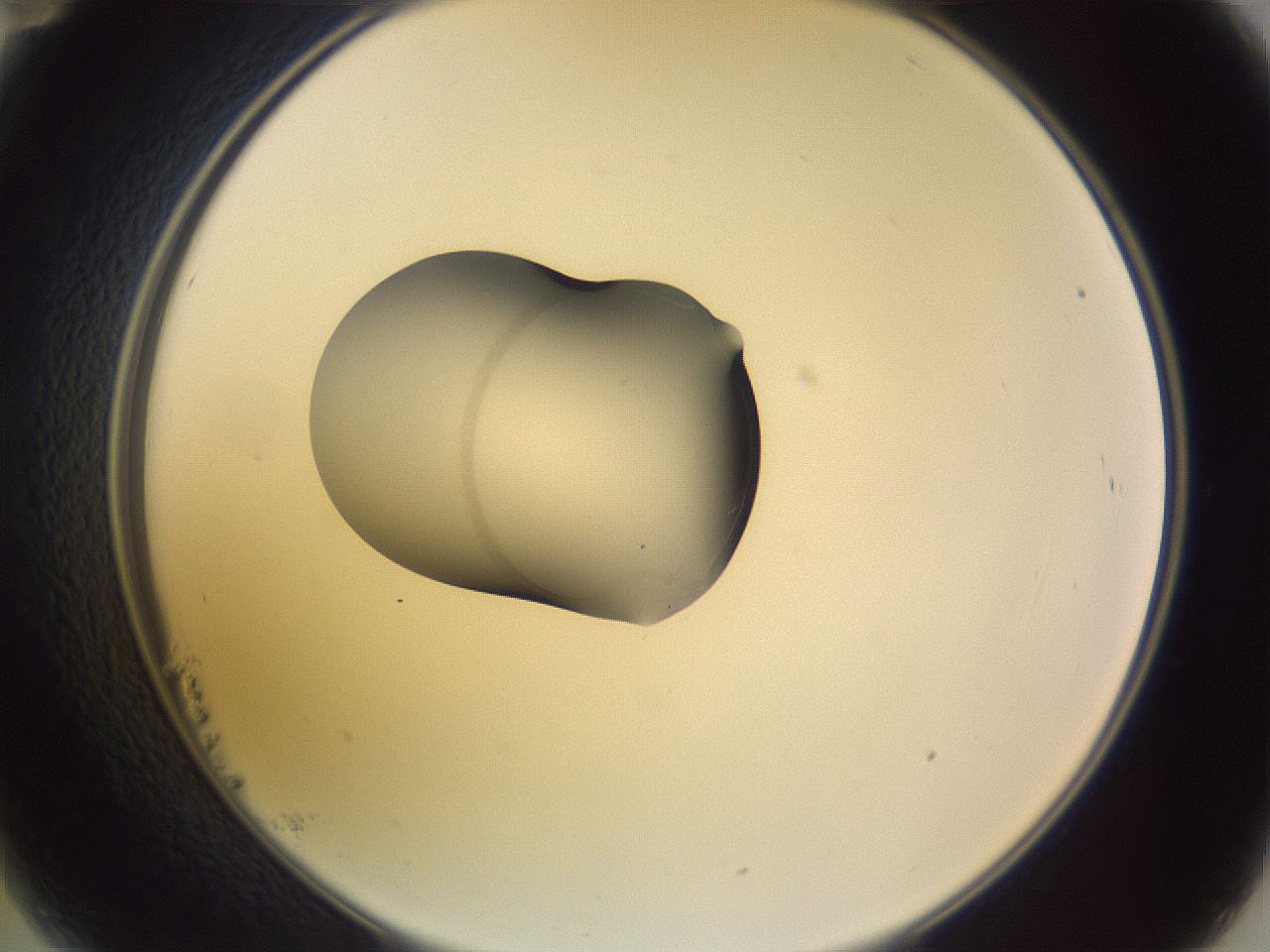 folderID250_plateID3250_batchID19770_wellNum23_profileID1_d2_r285424_ef.jpg