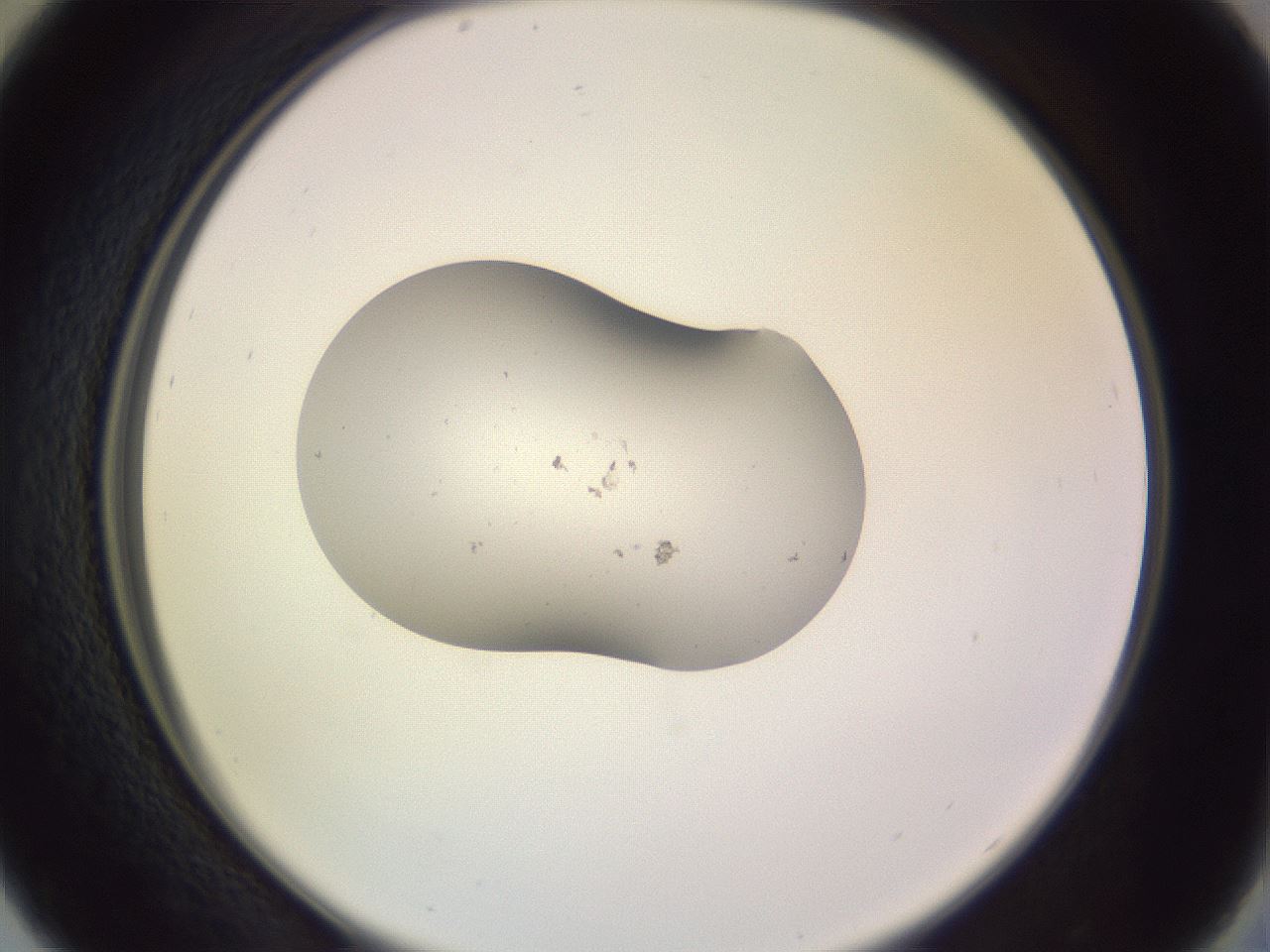 folderID250_plateID3250_batchID19770_wellNum29_profileID1_d2_r285436_ef.jpg