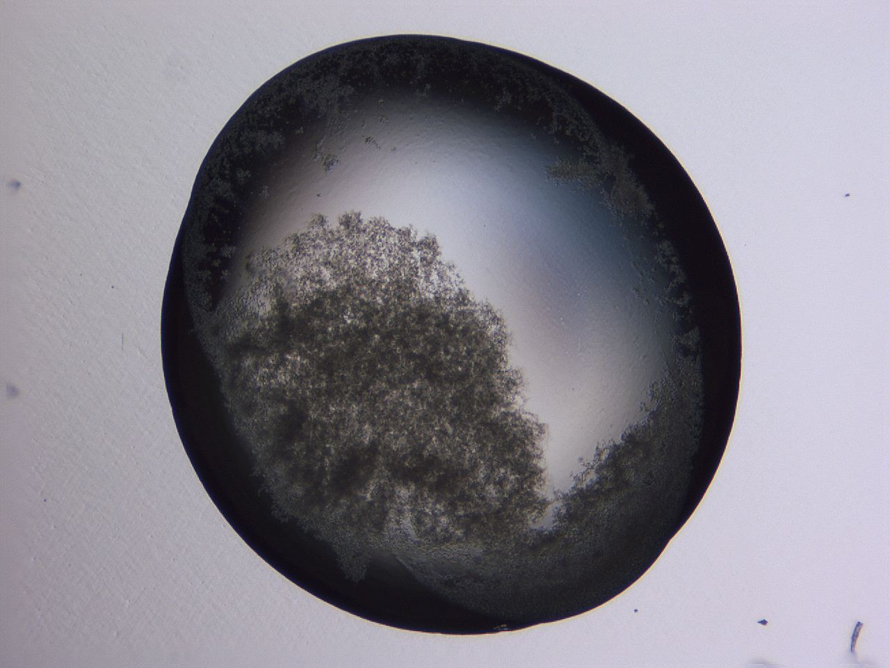 0509_A12_ImagerDefaults_3.jpg