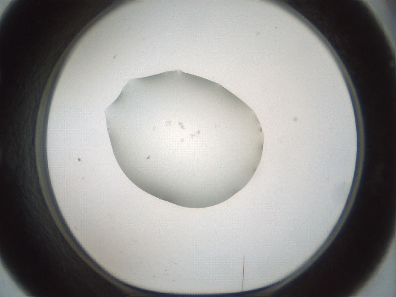 folderID251_plateID3251_batchID18243_wellNum57_profileID1_d1_r286259_ef.jpg
