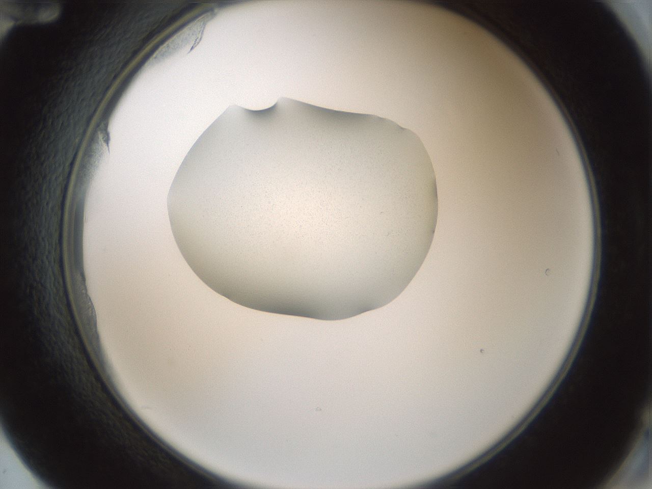 folderID251_plateID3251_batchID18243_wellNum72_profileID1_d2_r286290_ef.jpg