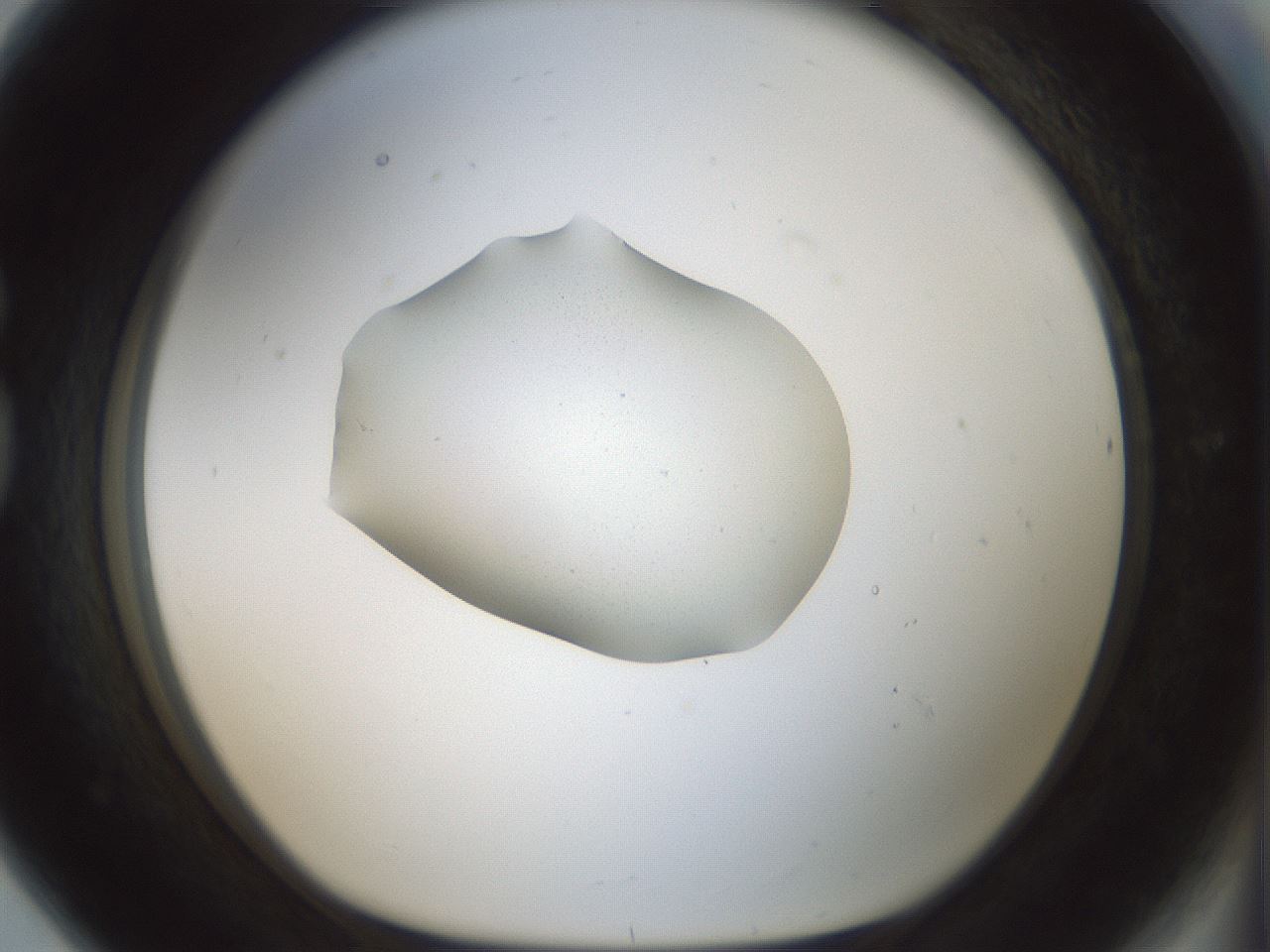 folderID251_plateID3251_batchID18365_wellNum80_profileID1_d1_r286305_ef.jpg