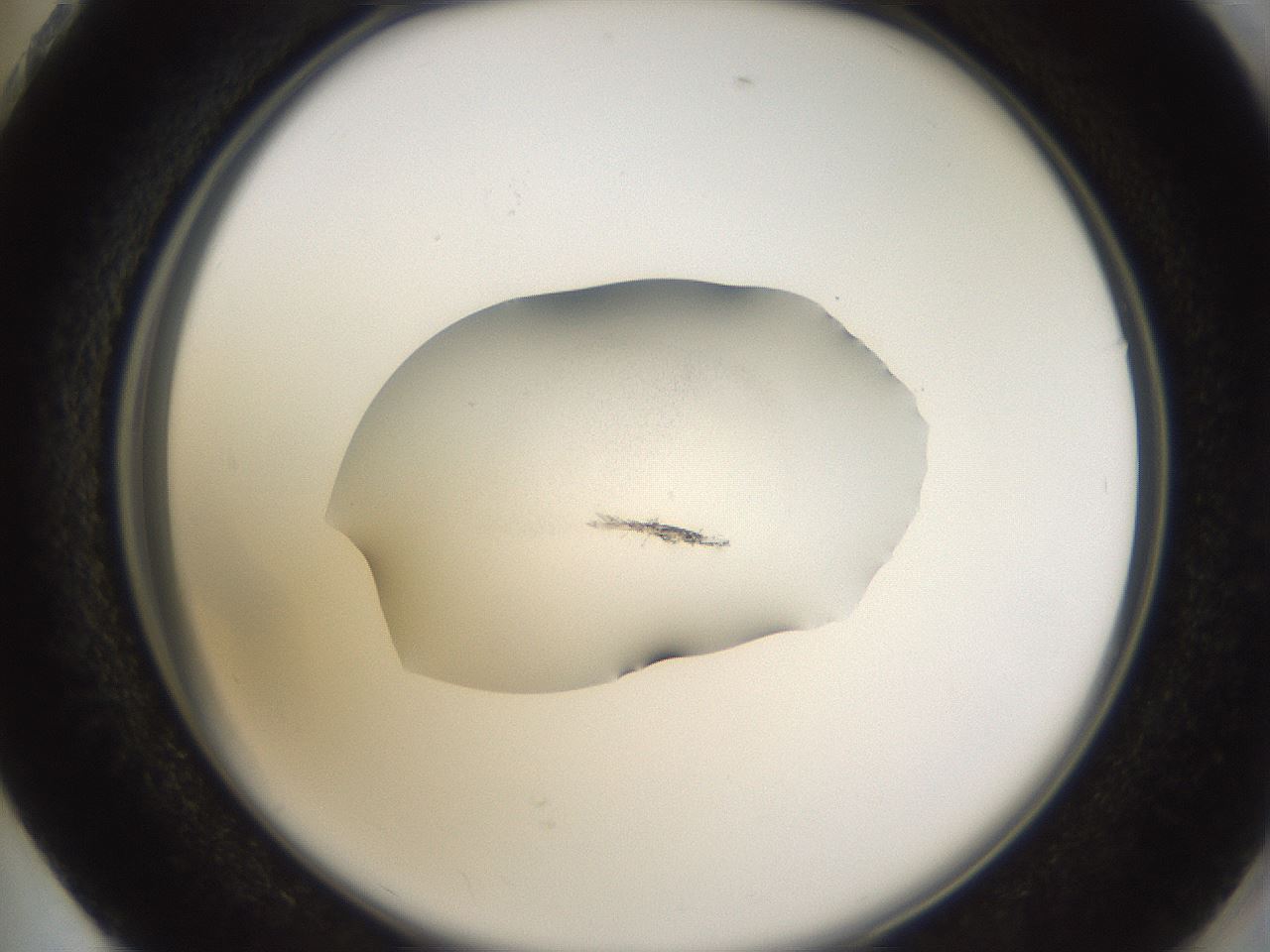 folderID252_plateID3252_batchID18199_wellNum73_profileID1_d2_r285332_ef.jpg