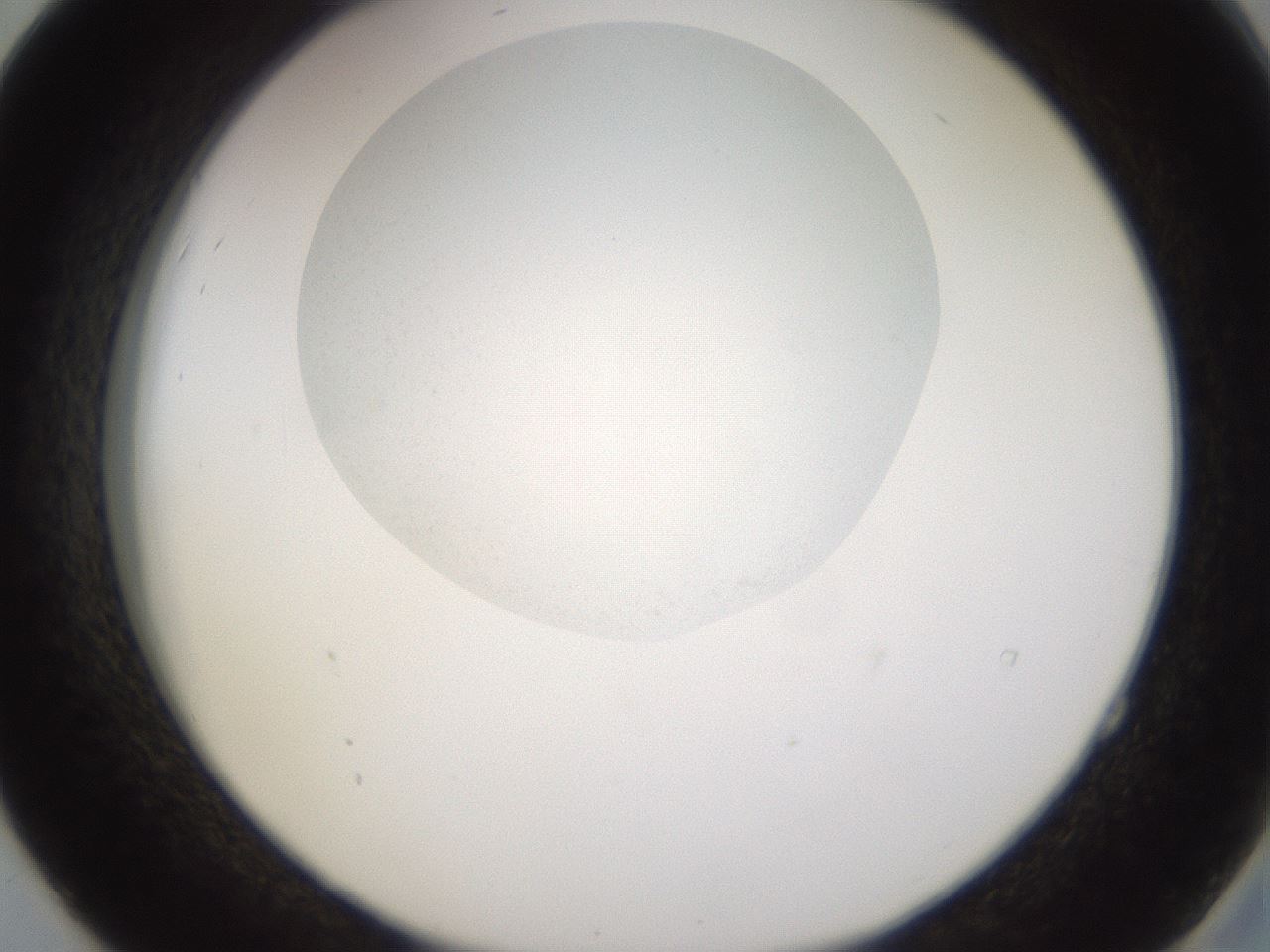 folderID252_plateID3252_batchID18231_wellNum52_profileID1_d2_r285290_ef.jpg