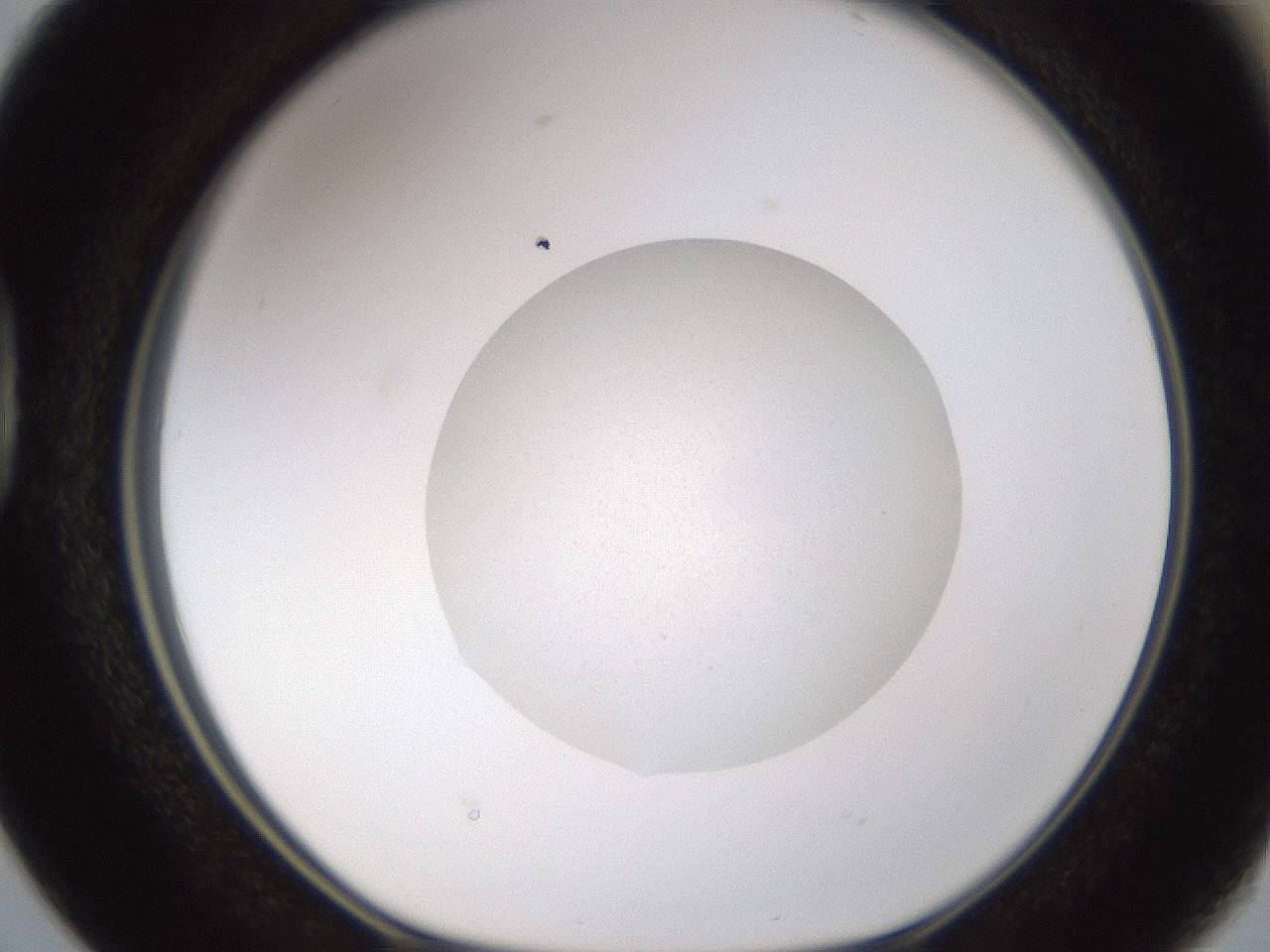 folderID252_plateID3252_batchID18499_wellNum38_profileID1_d1_r285261_ef.jpg