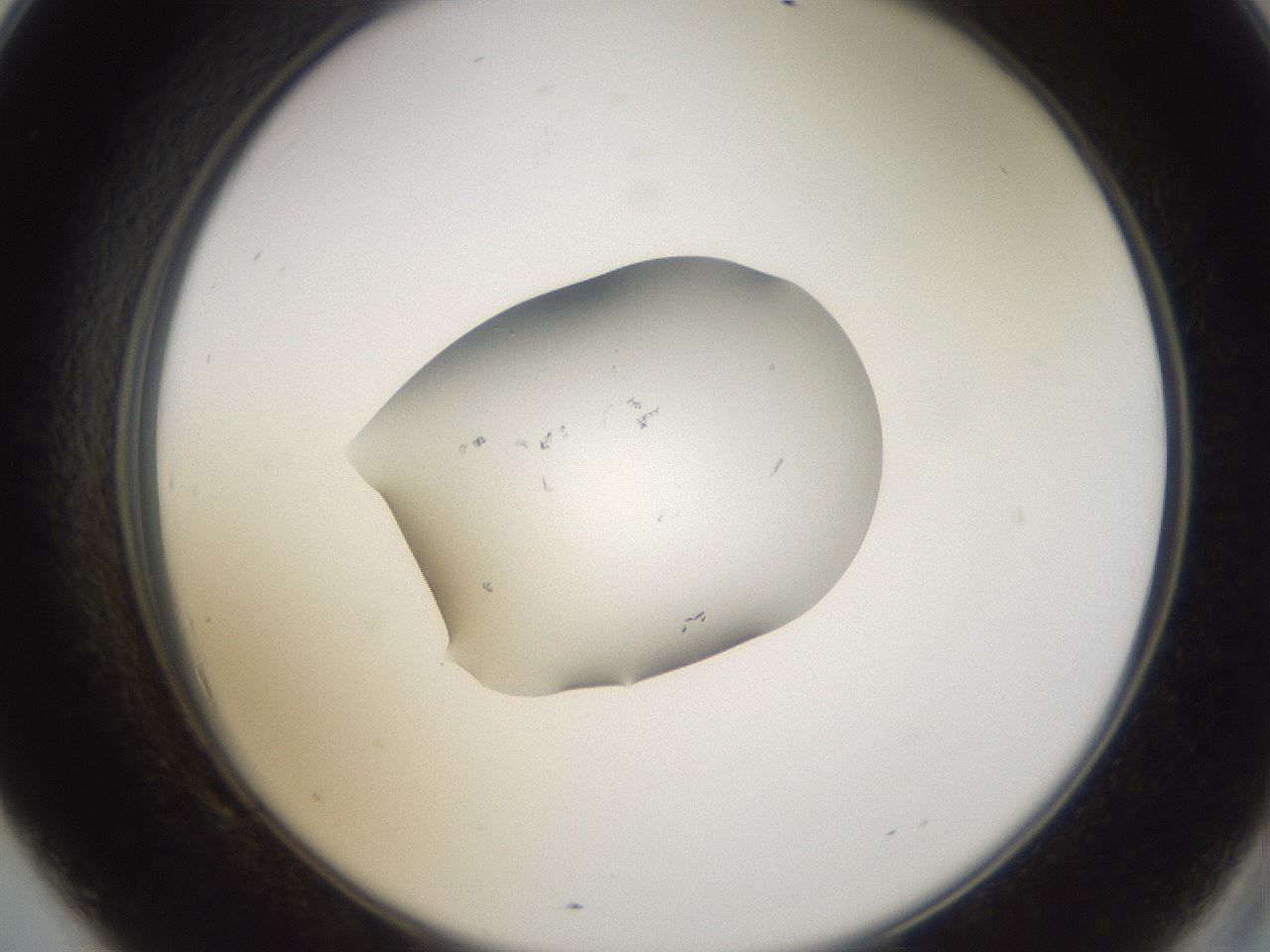 folderID252_plateID3252_batchID18937_wellNum69_profileID1_d2_r285324_ef.jpg