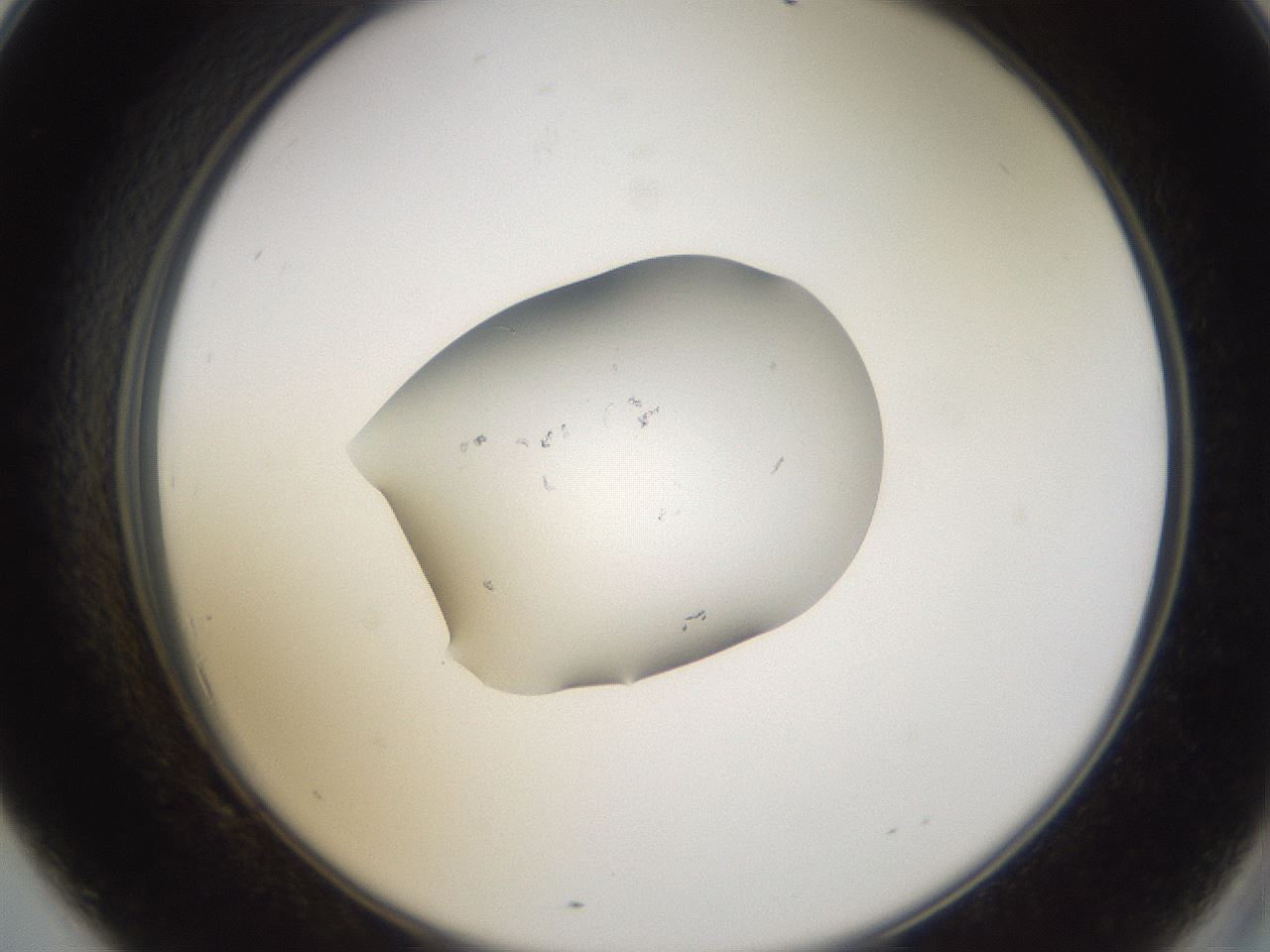 folderID252_plateID3252_batchID19229_wellNum69_profileID1_d2_r285324_ef.jpg