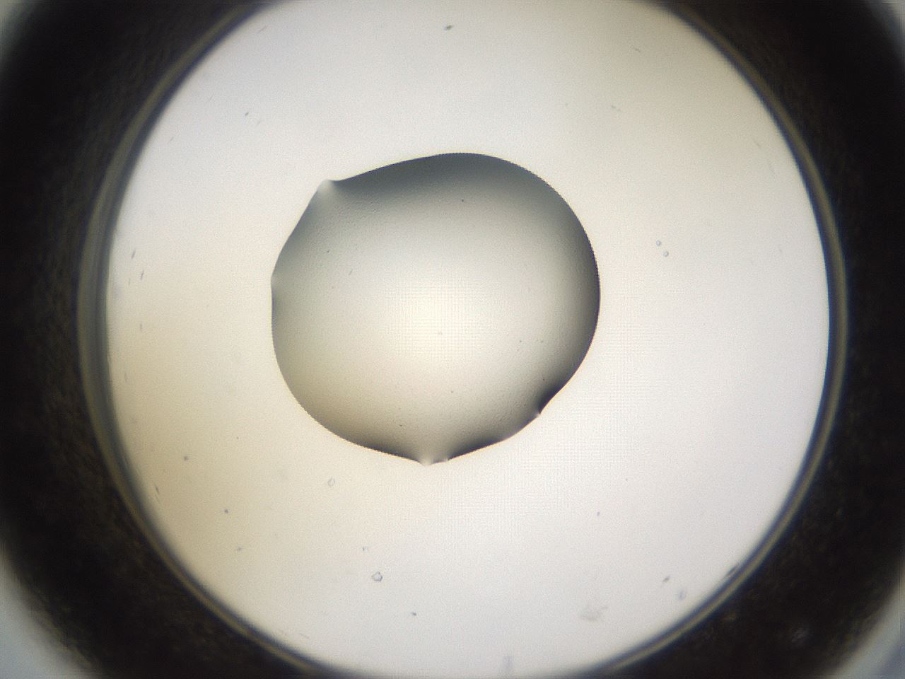 folderID252_plateID3252_batchID18499_wellNum44_profileID1_d2_r285274_ef.jpg