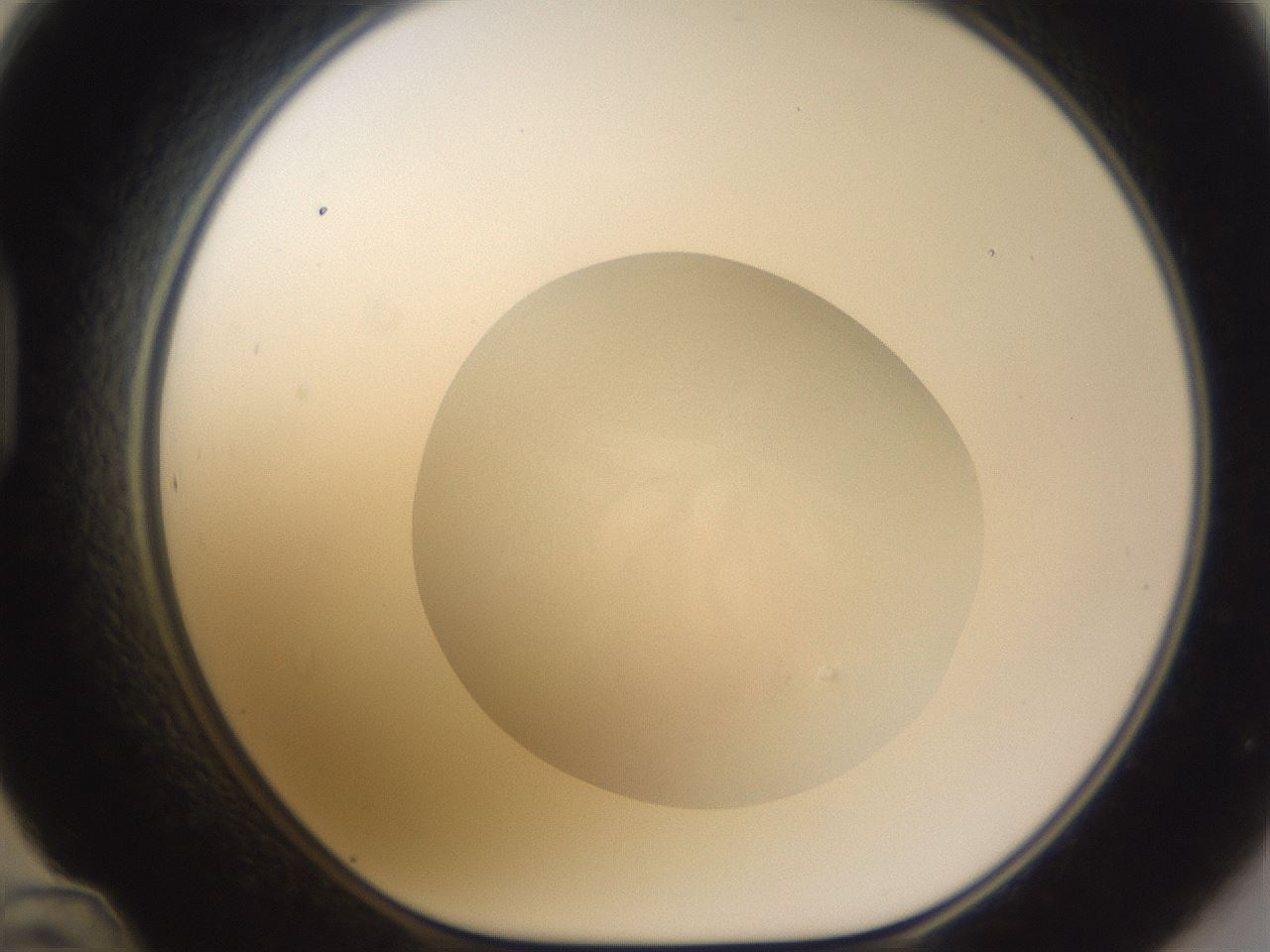 folderID252_plateID3252_batchID19769_wellNum48_profileID1_d1_r285281_ef.jpg
