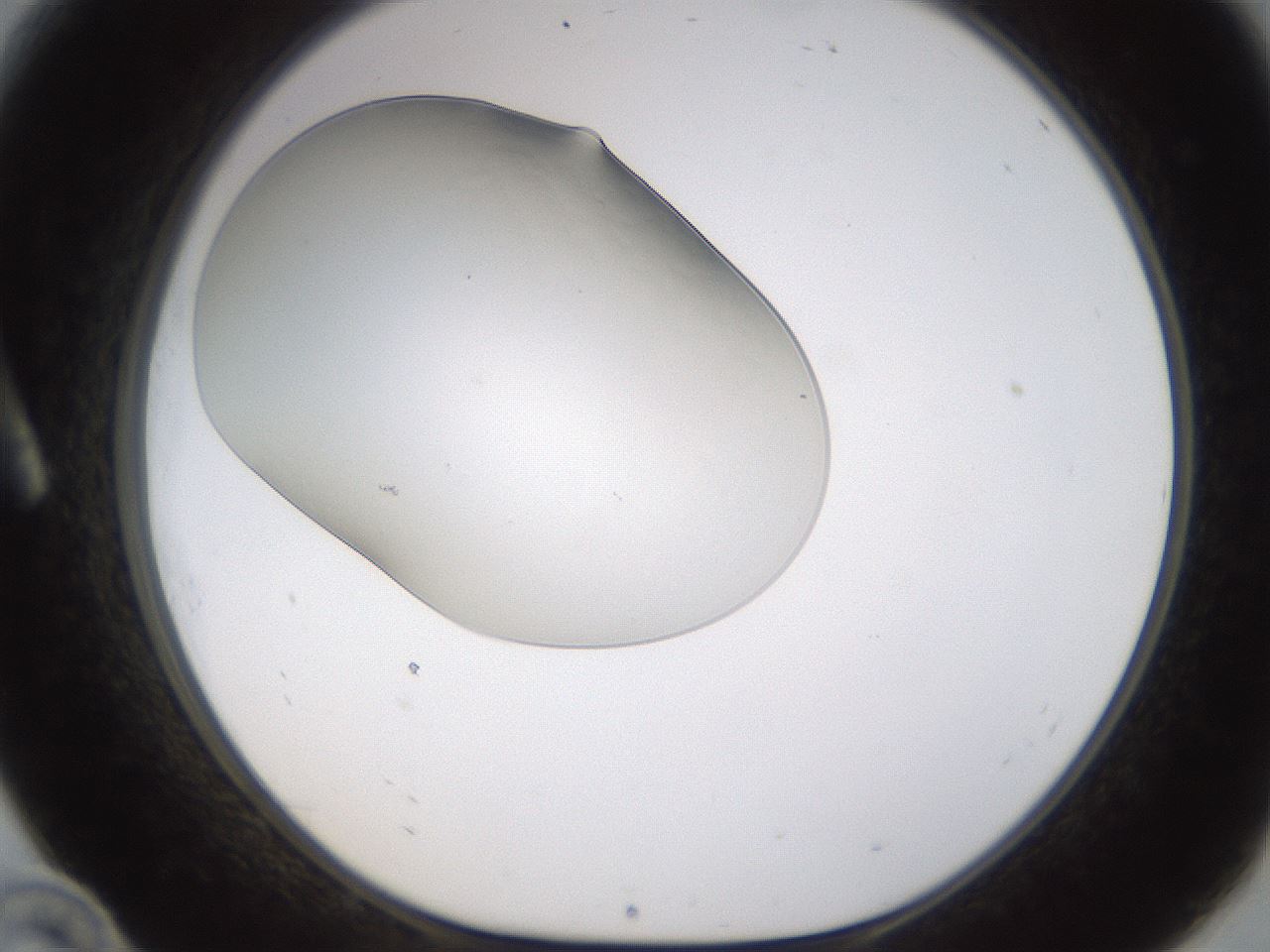 folderID253_plateID1253_batchID3819_wellNum10_profileID1_d1_r72567_ef.jpg