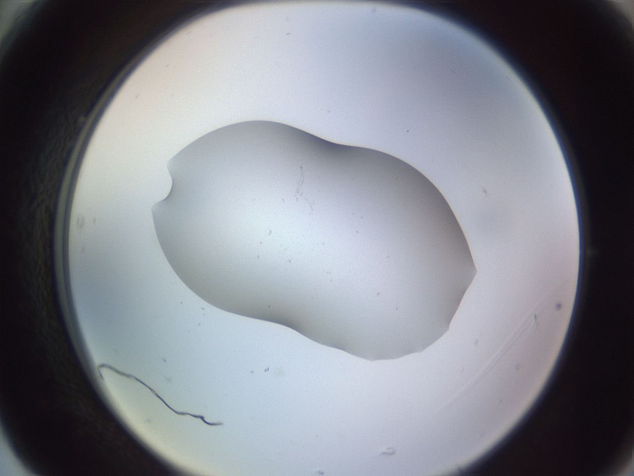 folderID253_plateID3253_batchID18244_wellNum77_profileID1_d2_r286108_ef.jpg
