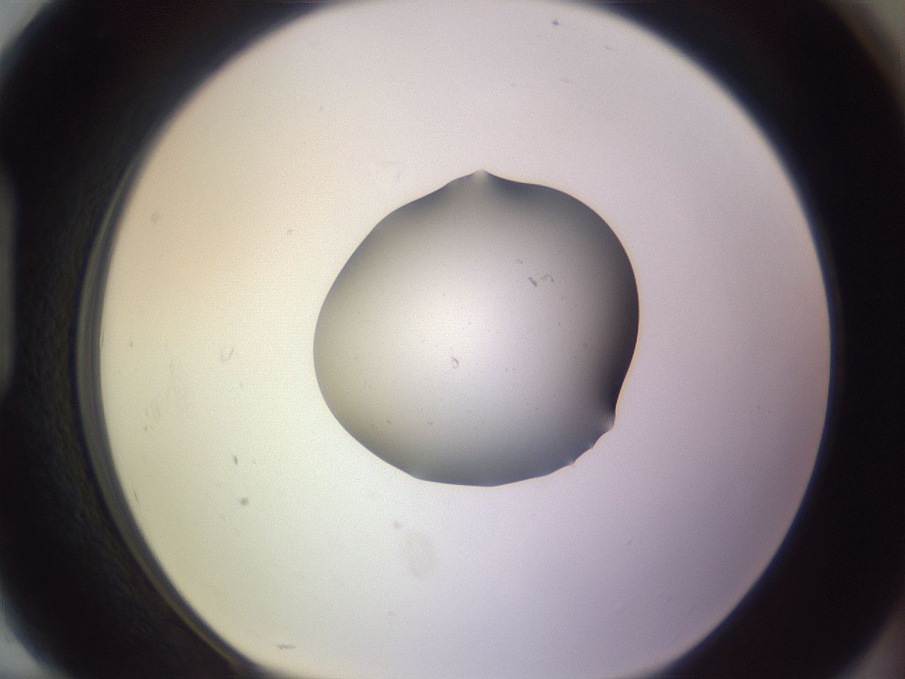 folderID253_plateID3253_batchID18366_wellNum94_profileID1_d1_r286141_ef.jpg