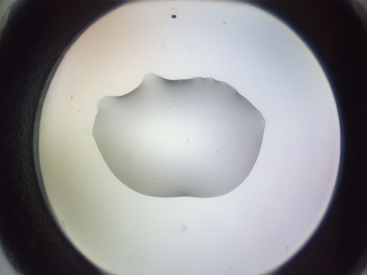 folderID253_plateID3253_batchID18507_wellNum75_profileID1_d2_r286104_ef.jpg